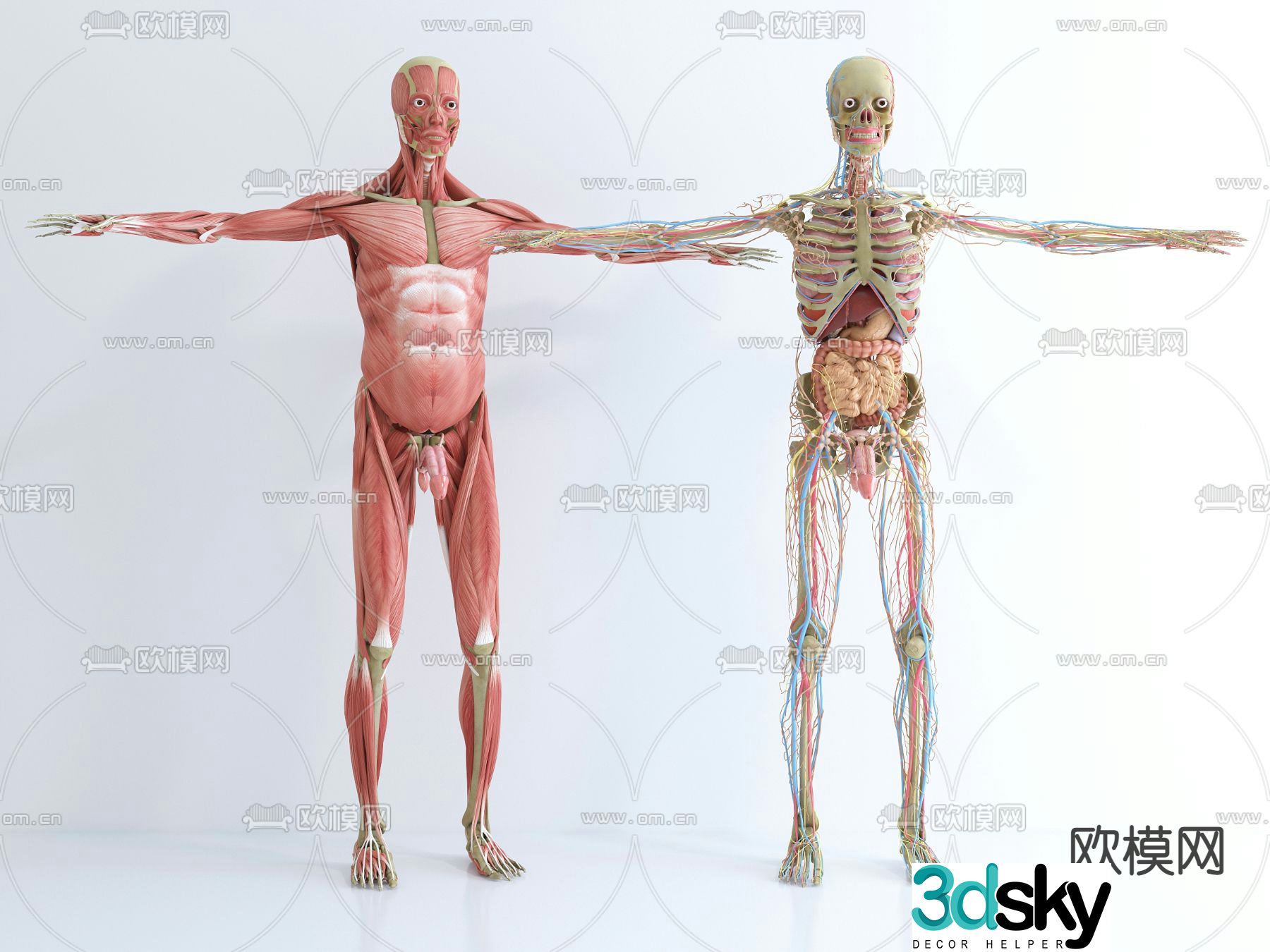 Modern medical human skeleton meridian 3d model