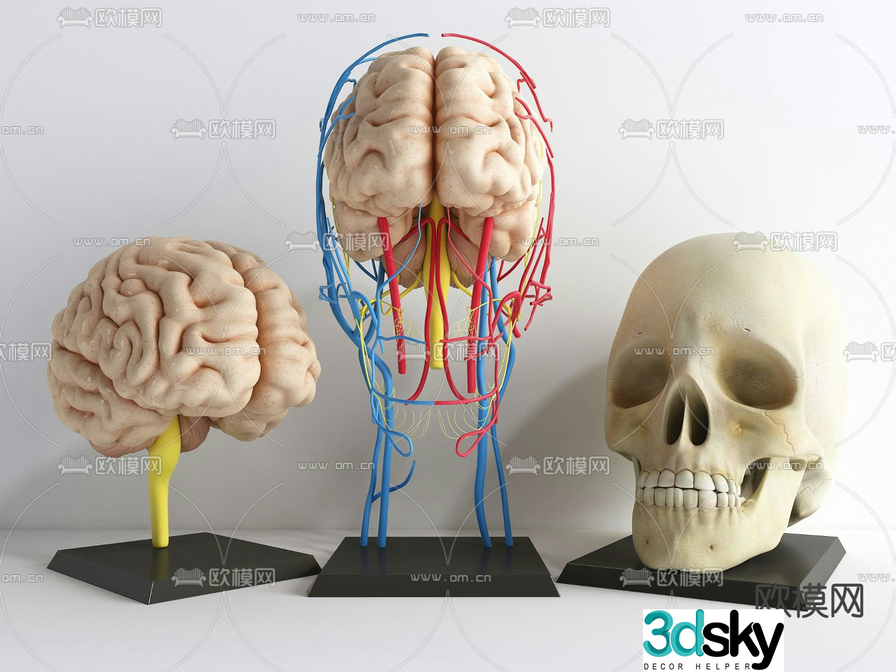 Modern medical model skull brain 3d model