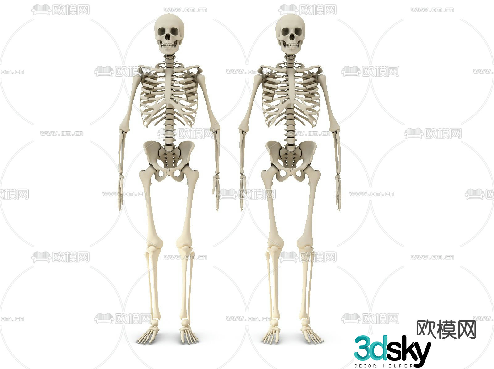 Modern medical human skull 3d model