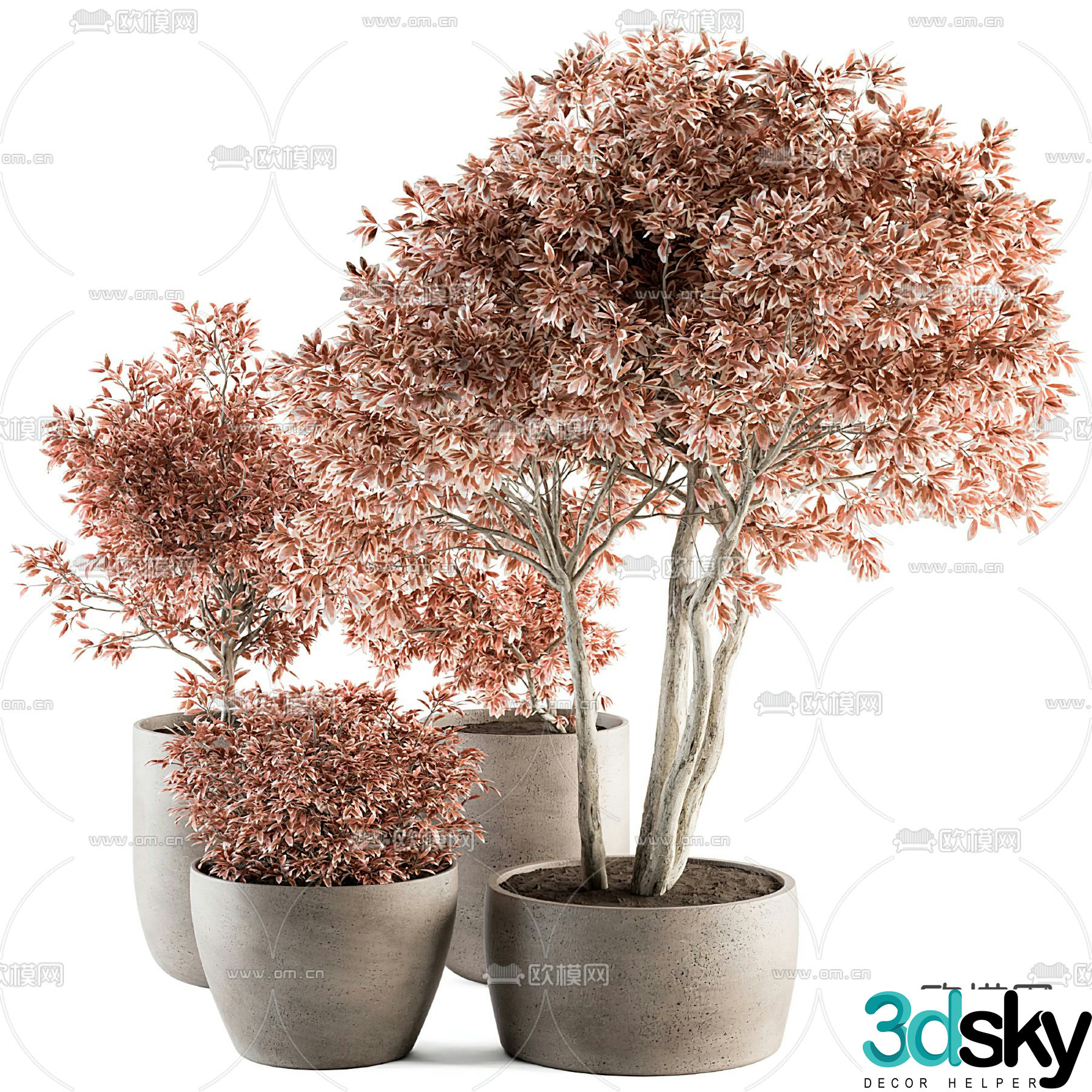 Bonaldo plant bonsai potted plant 3d model