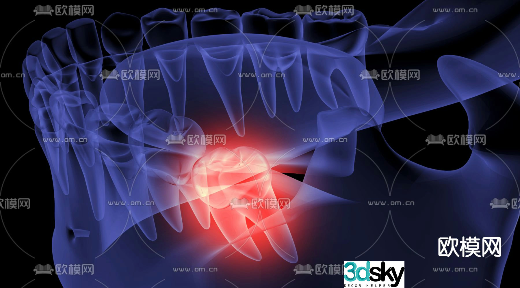 Oral Teeth Wisdom Teeth 3d Model