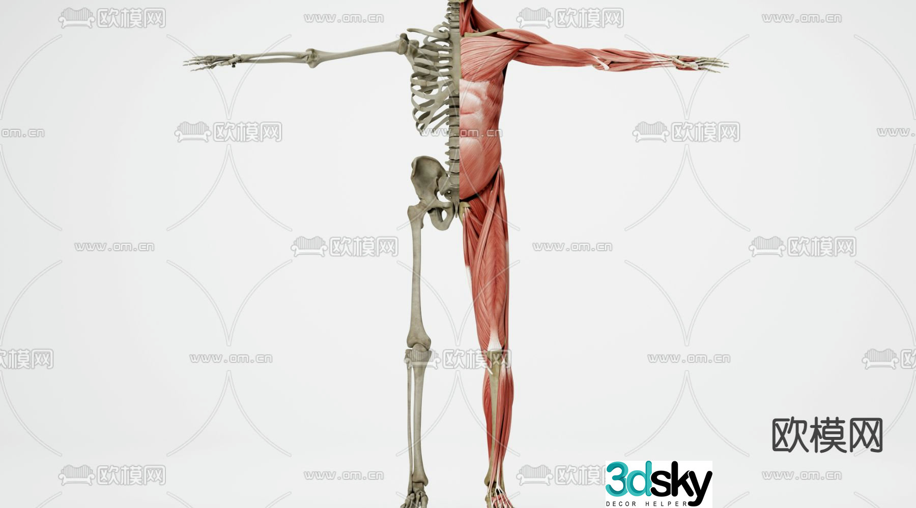 Human skeleton human muscle 3d model
