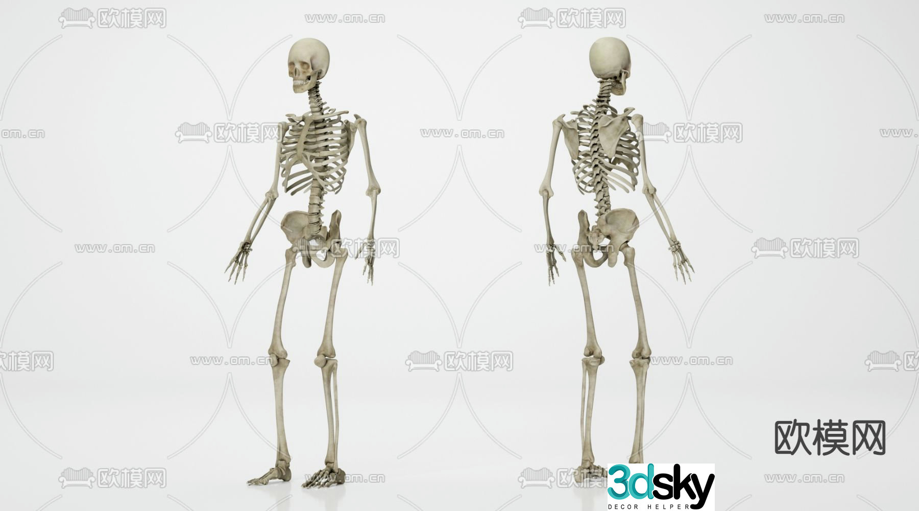 Human skeleton 3d model