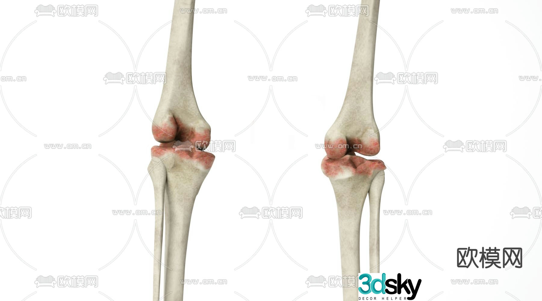 Human joints 3d model