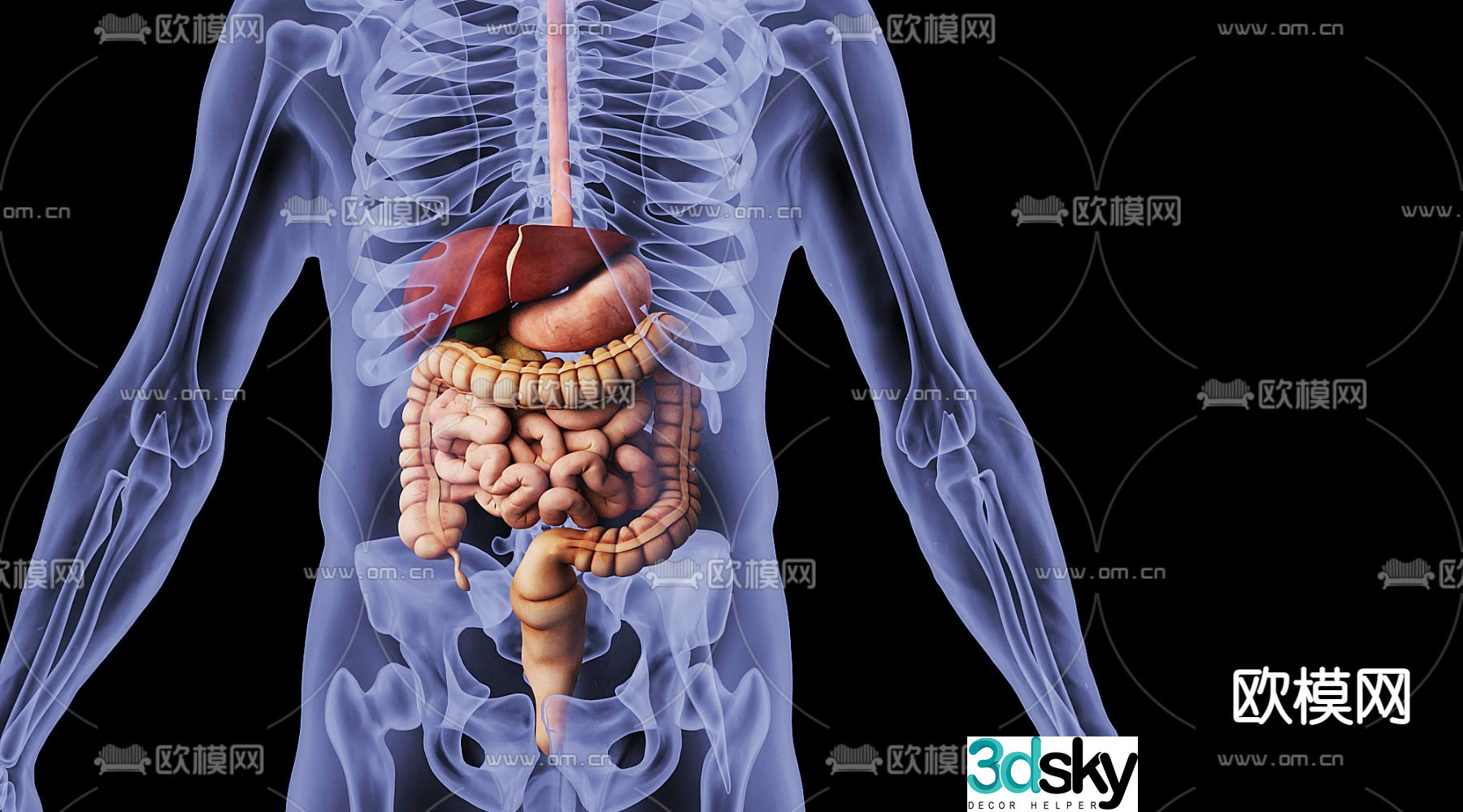 Human body internal organs 3d model