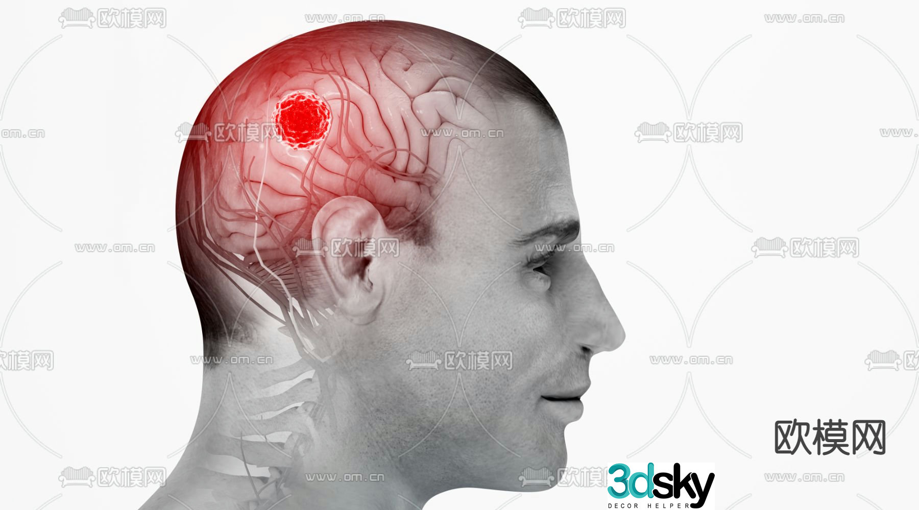 Human body human brain 3d model