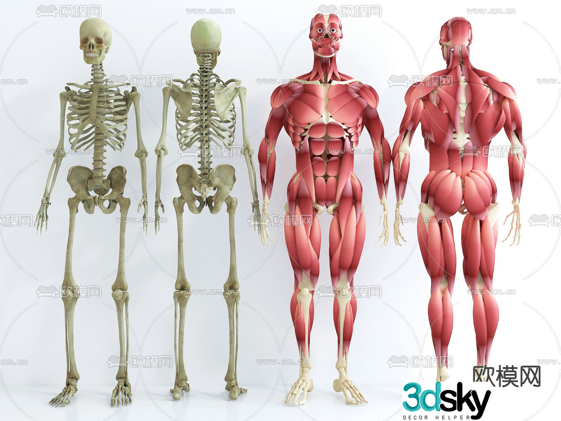 Human skeleton muscle structure 3d model