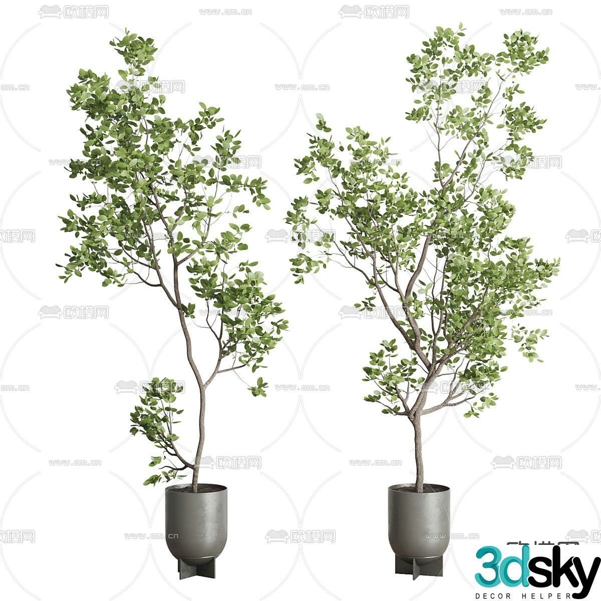 Potted plants Bonsai Green plants 3D model