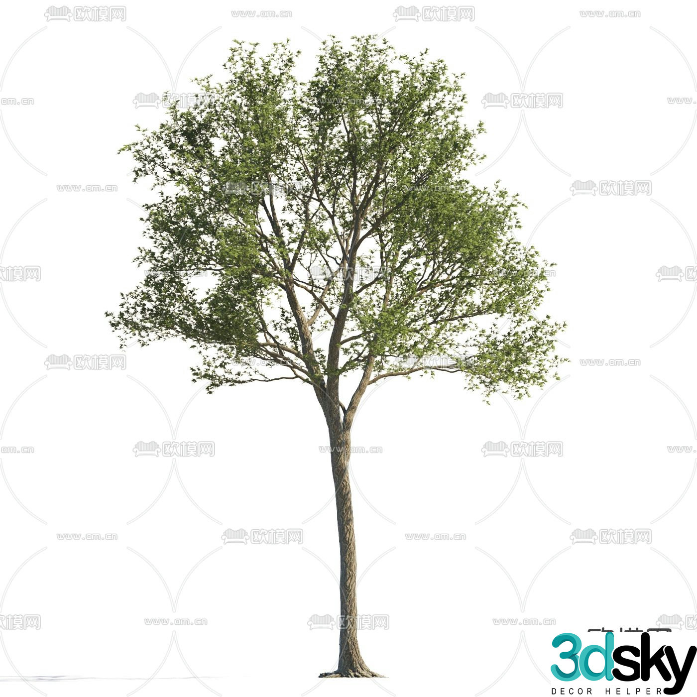 Landscape tree street tree courtyard tree 3d model