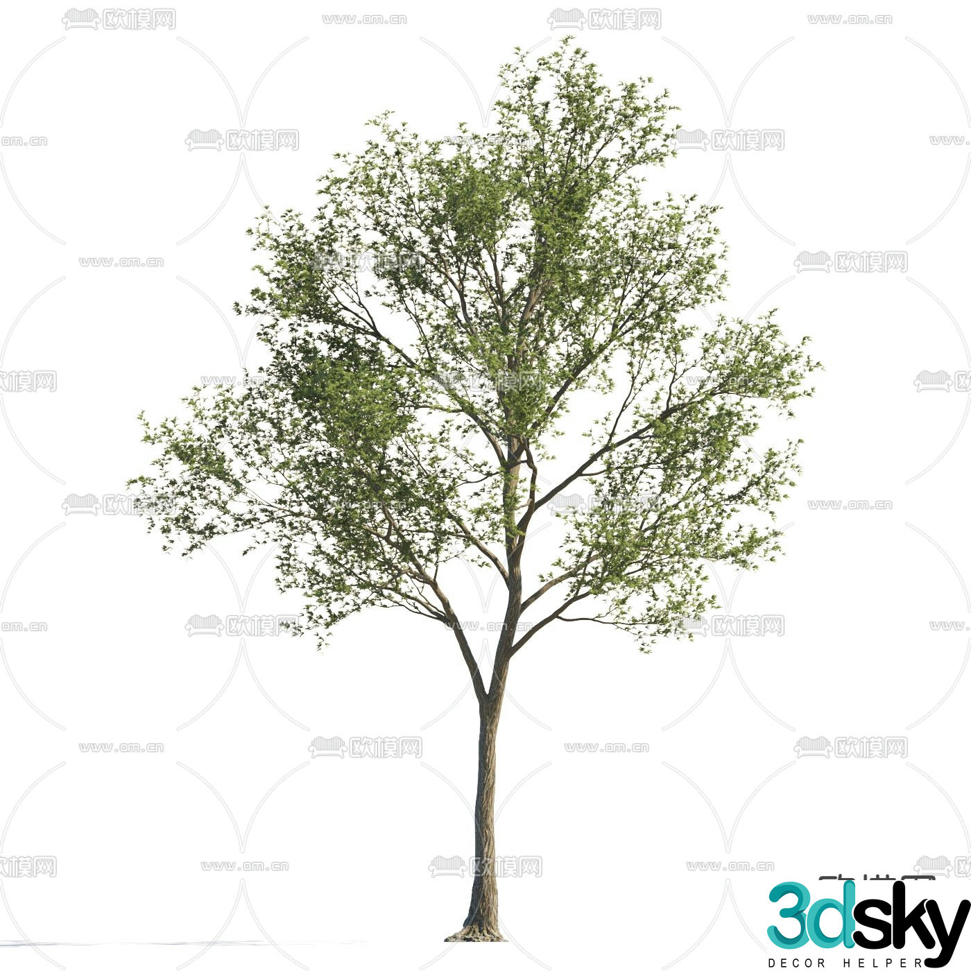 Landscape tree Street tree Garden tree 3d model