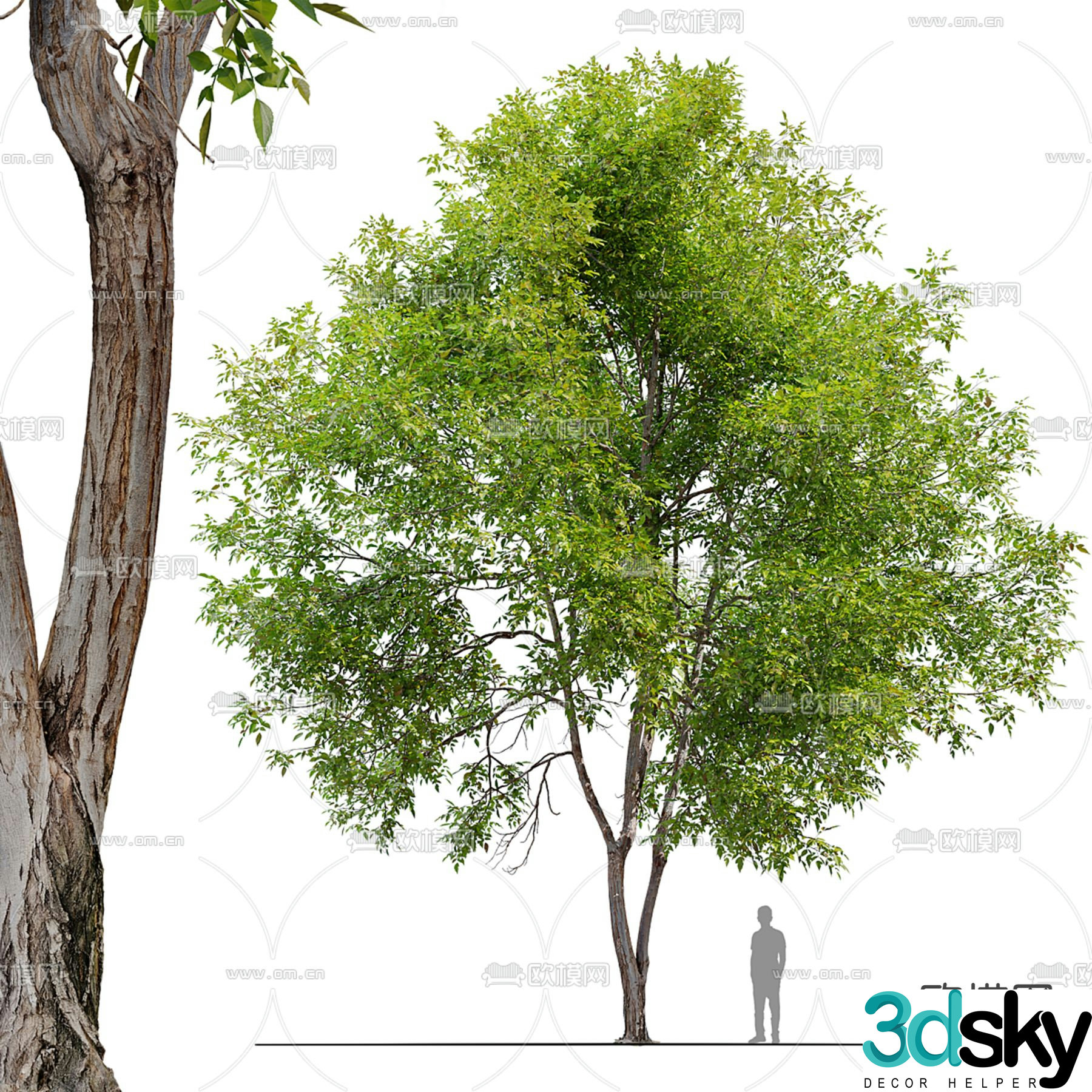 Fraxinus mandshurica landscape tree 3d model