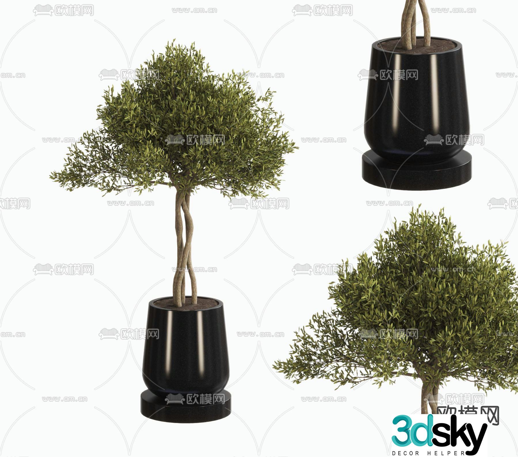 potted bonsai green plant 3d model