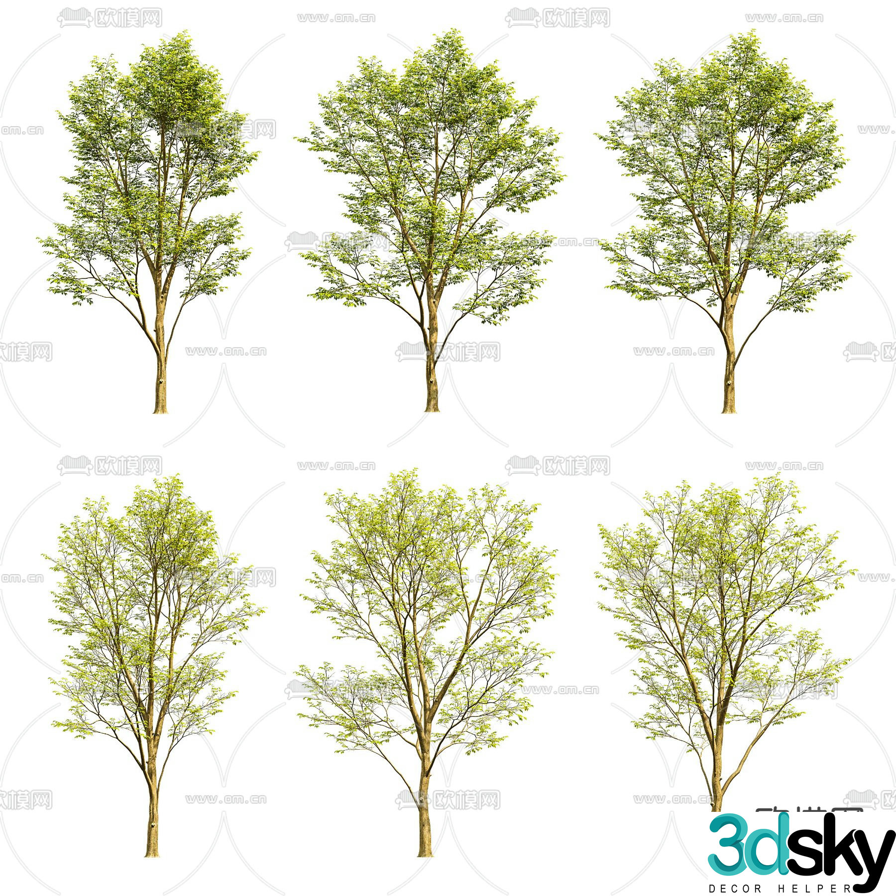 North American Soap Acacia Big Tree Landscape Tree 3D Model