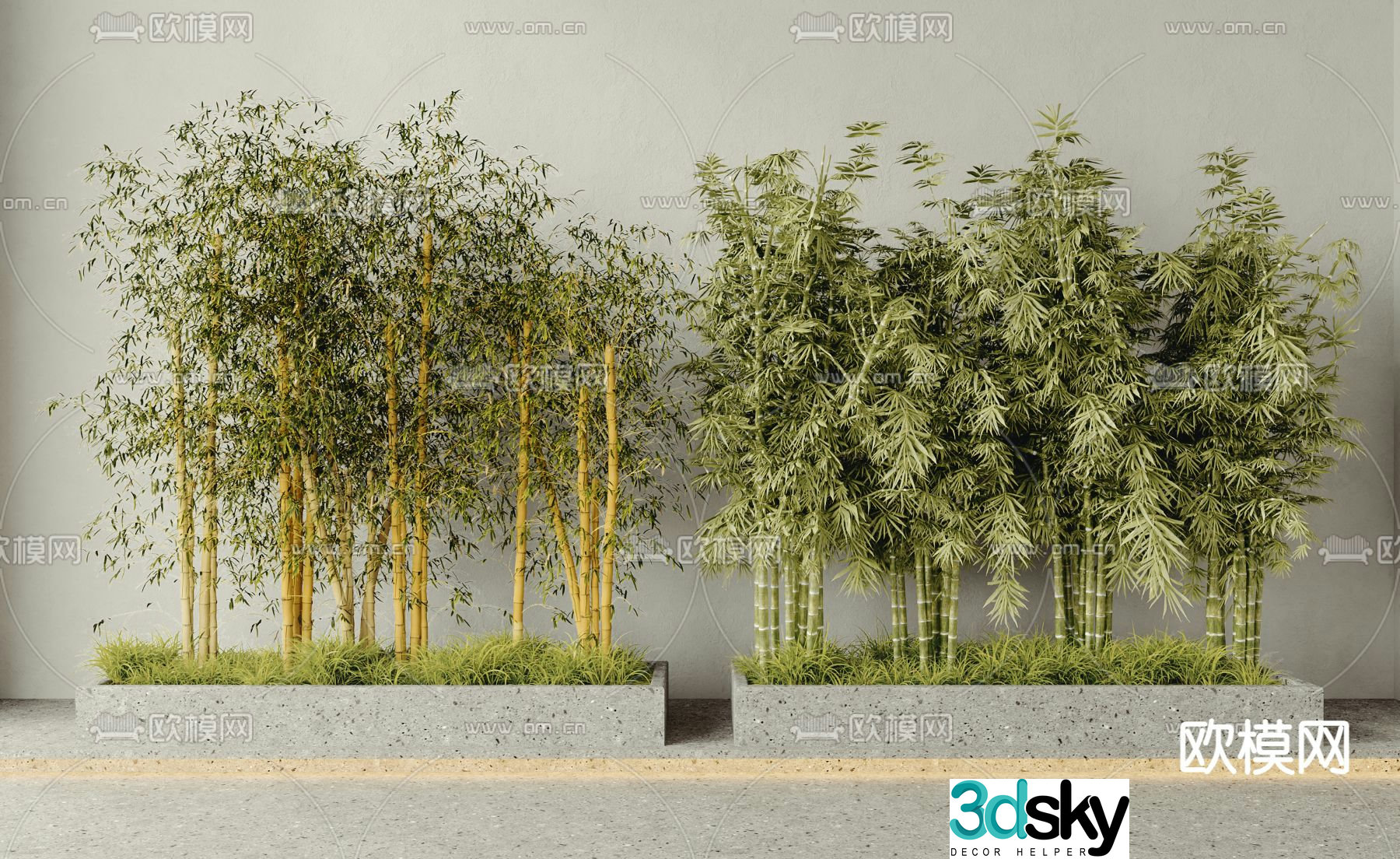 Bamboo potted plant Luohan bamboo 3D model