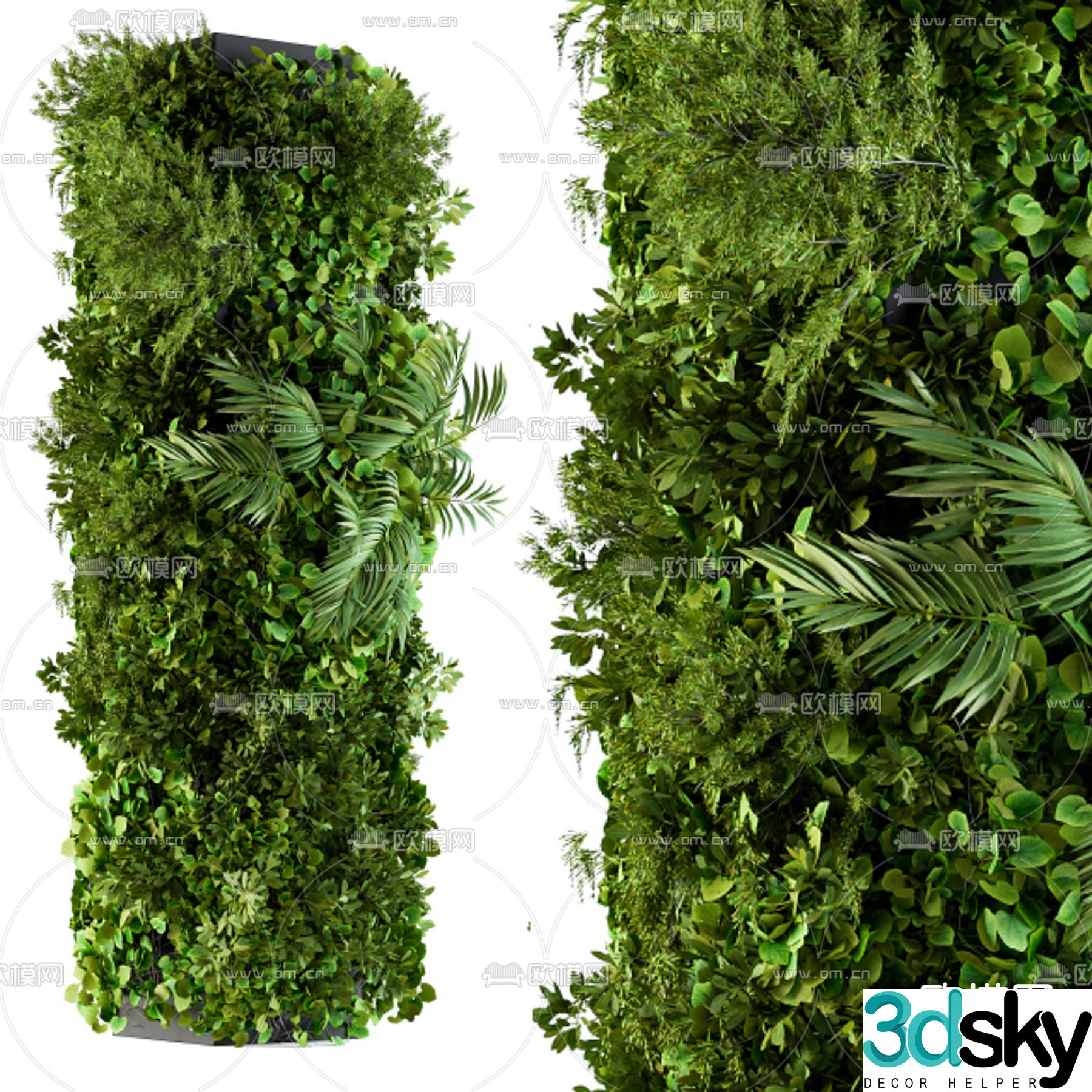 Vine columnar plant climbing 3d model