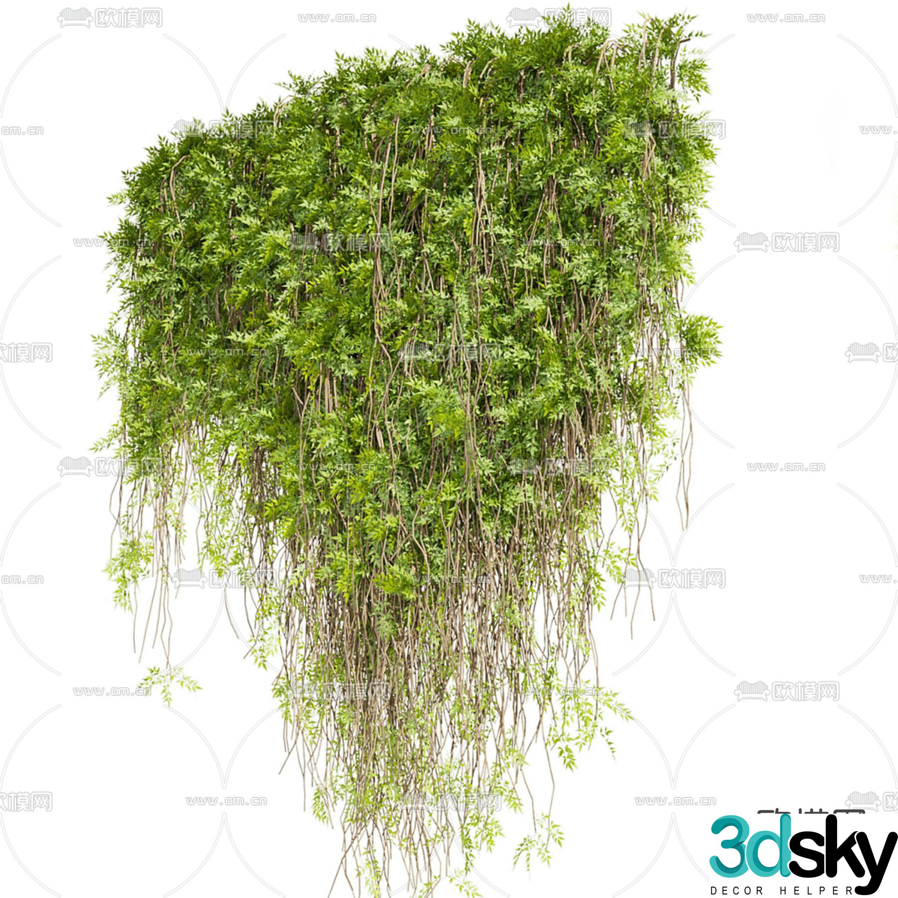 Ivy Climbing Ivy Climbing Vine 3D Model