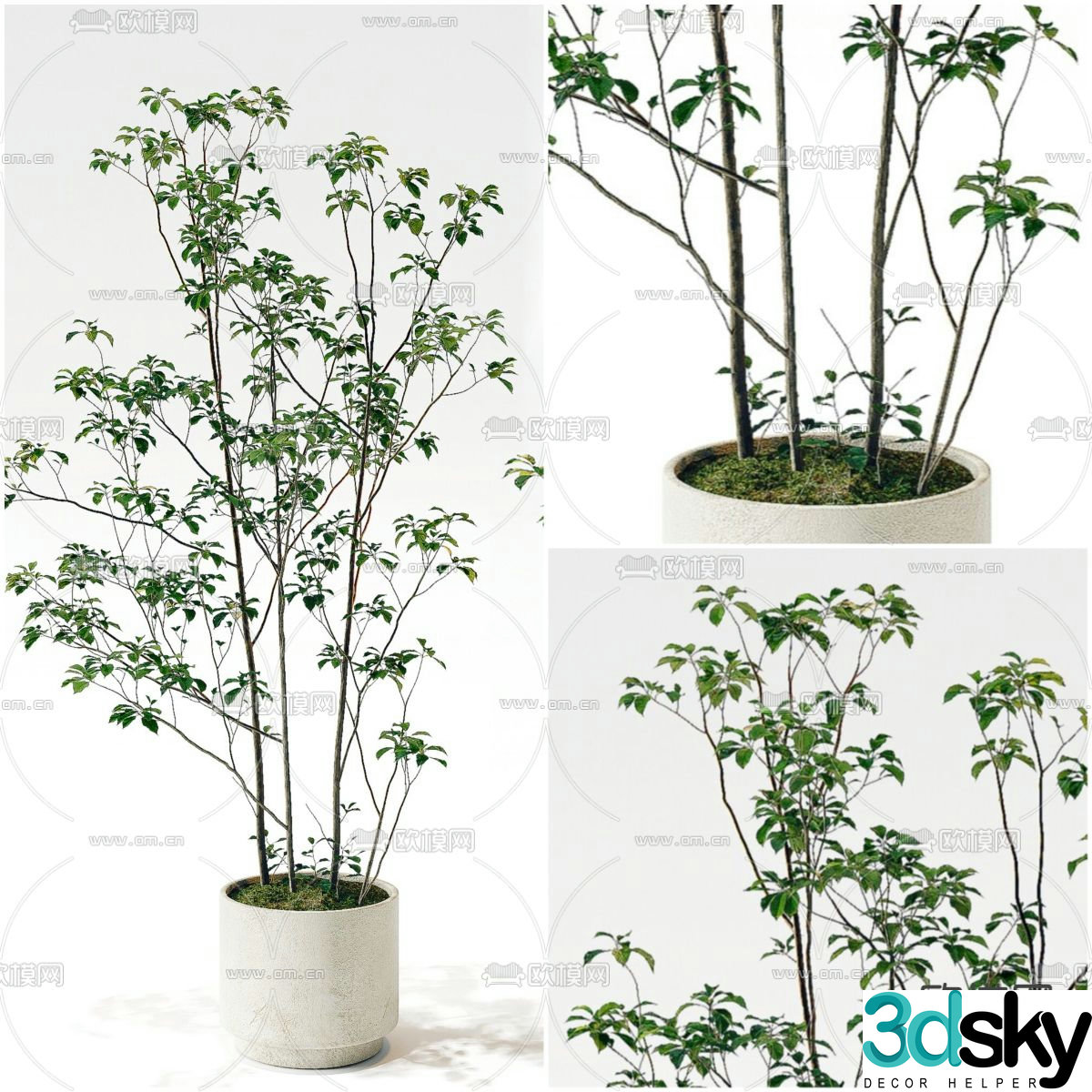 Potted plants Bonsai Green plants 3D model