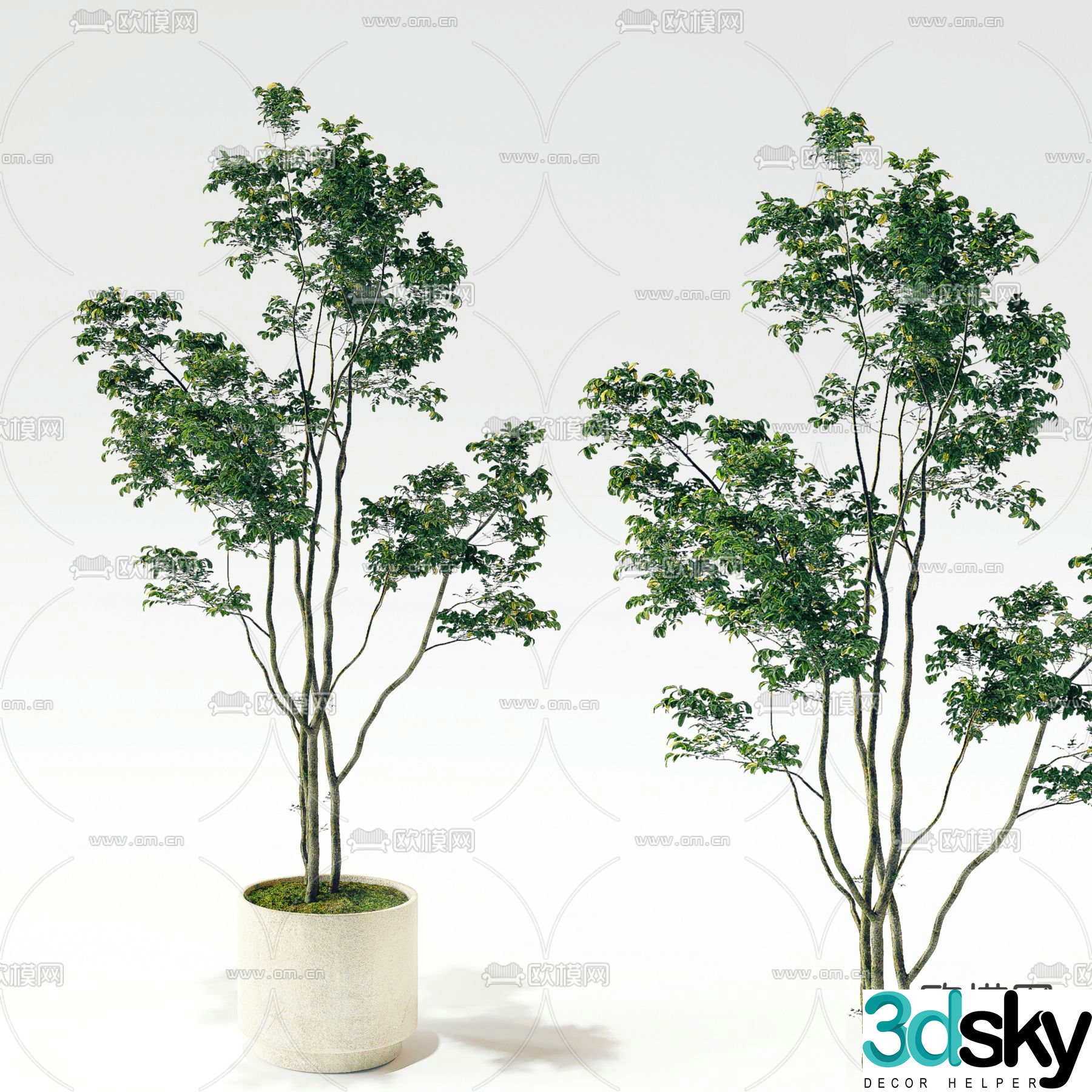 Potted plants Bonsai Green plants 3D model