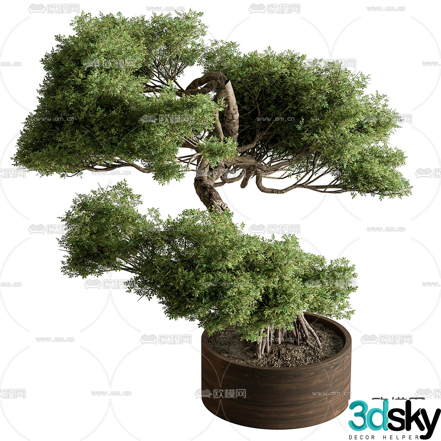 Potted plants bonsai cypress 3d model