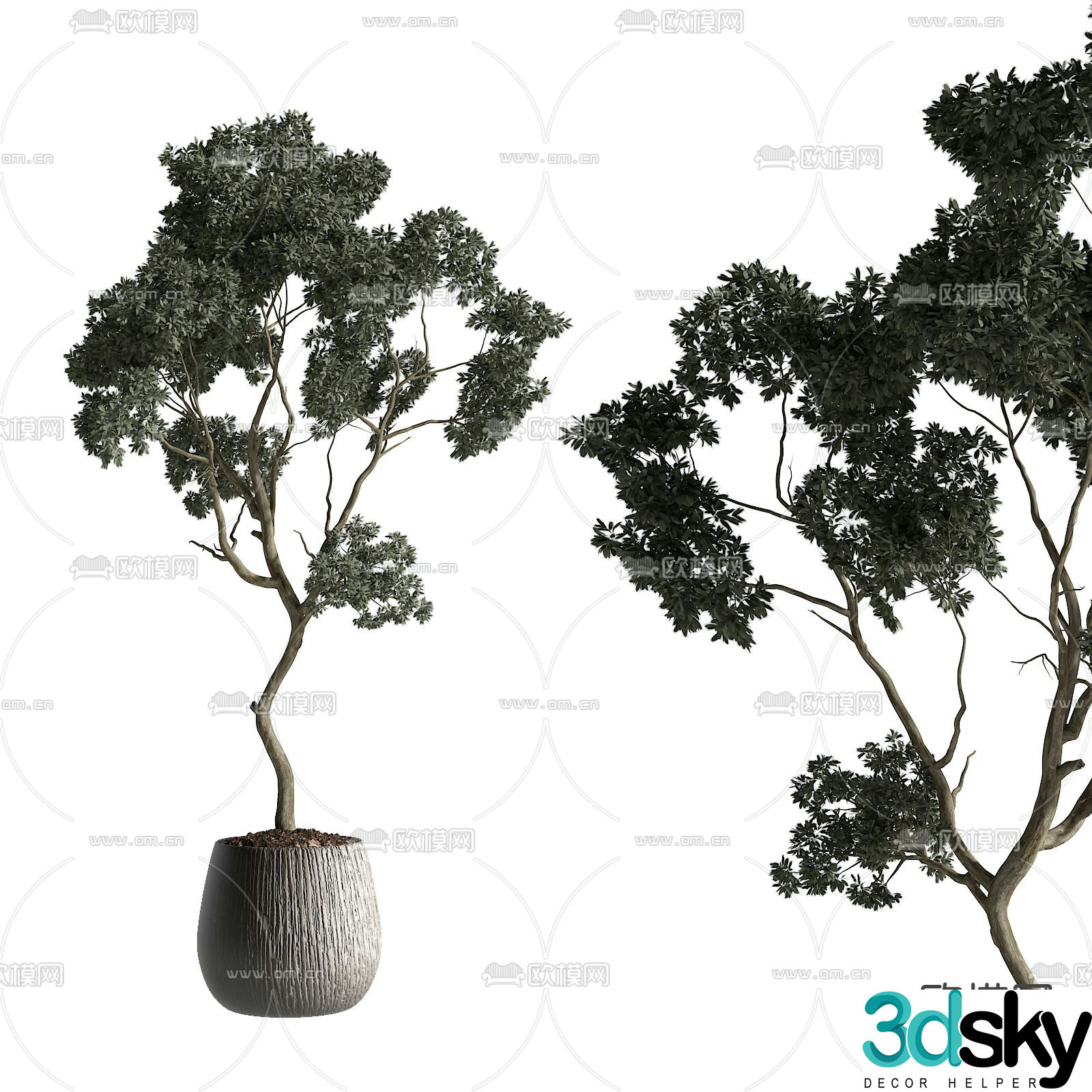 plant potted 3d model