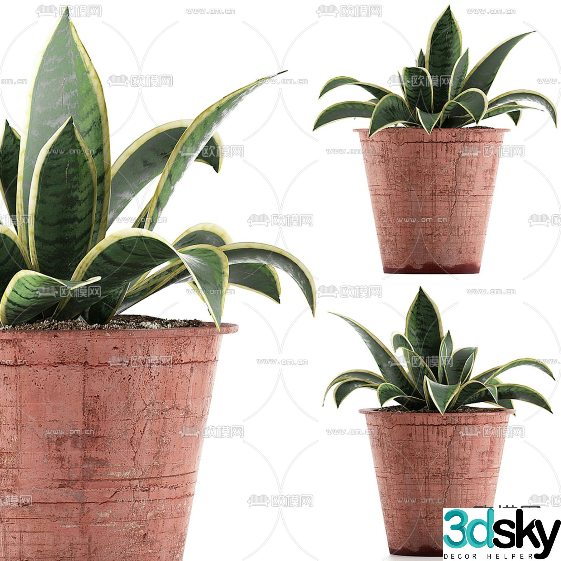 potted plant bonsai tiger orchid 3d model