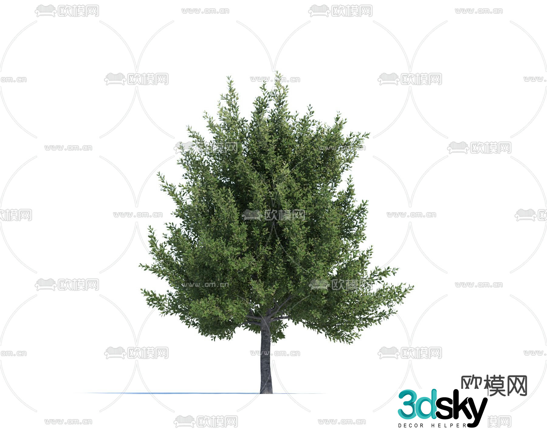 Landscape tree tree tree laurel 3d model