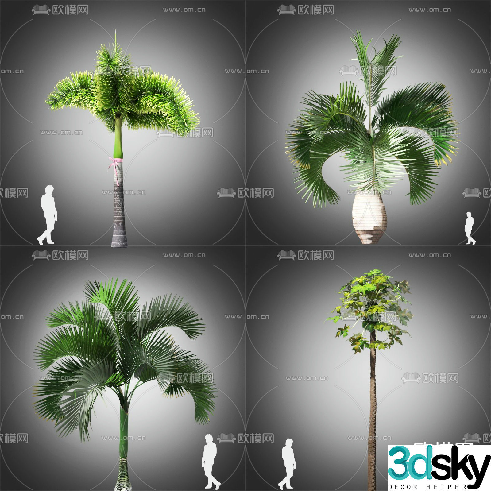 Tropical tree palm tree fan palm 3d model