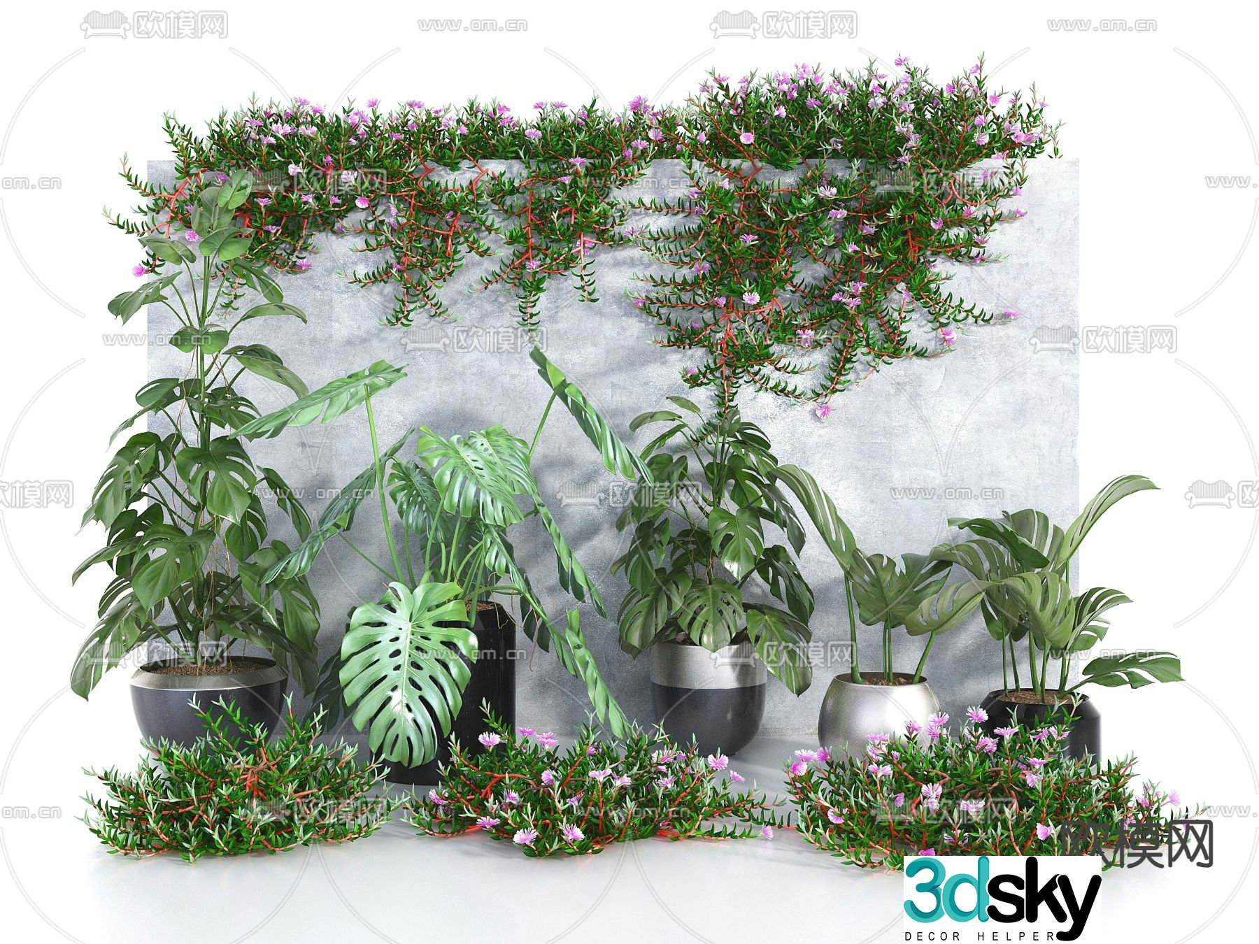 potted plant bonsai vine morning glory monstera 3d model