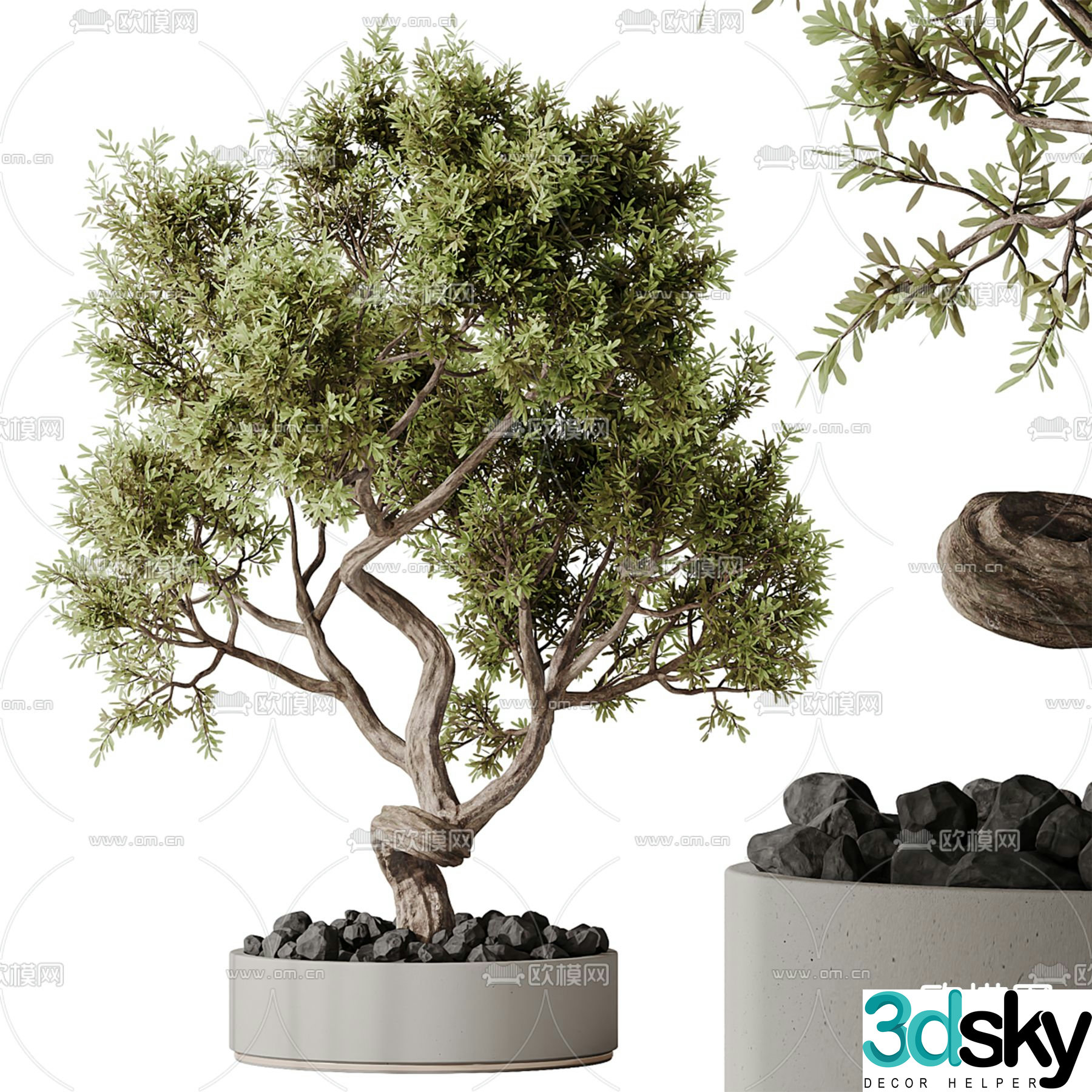 Potted plants Bonsai Green plants 3D model