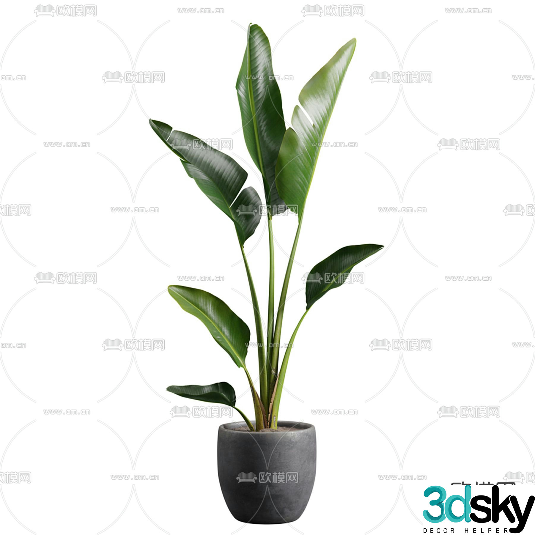 potted plant bonsai strelitzia 3d model