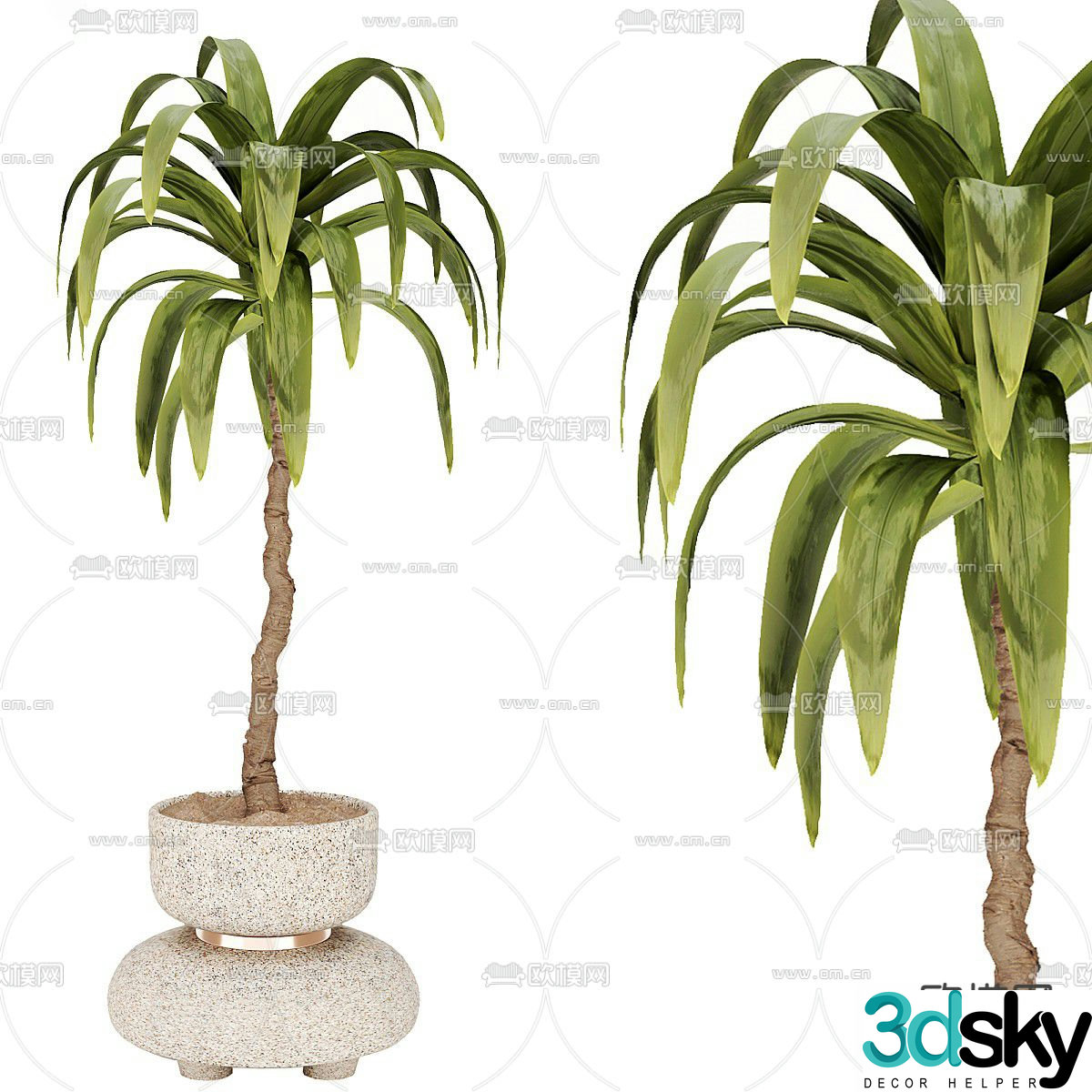 Green plant potted 3d model