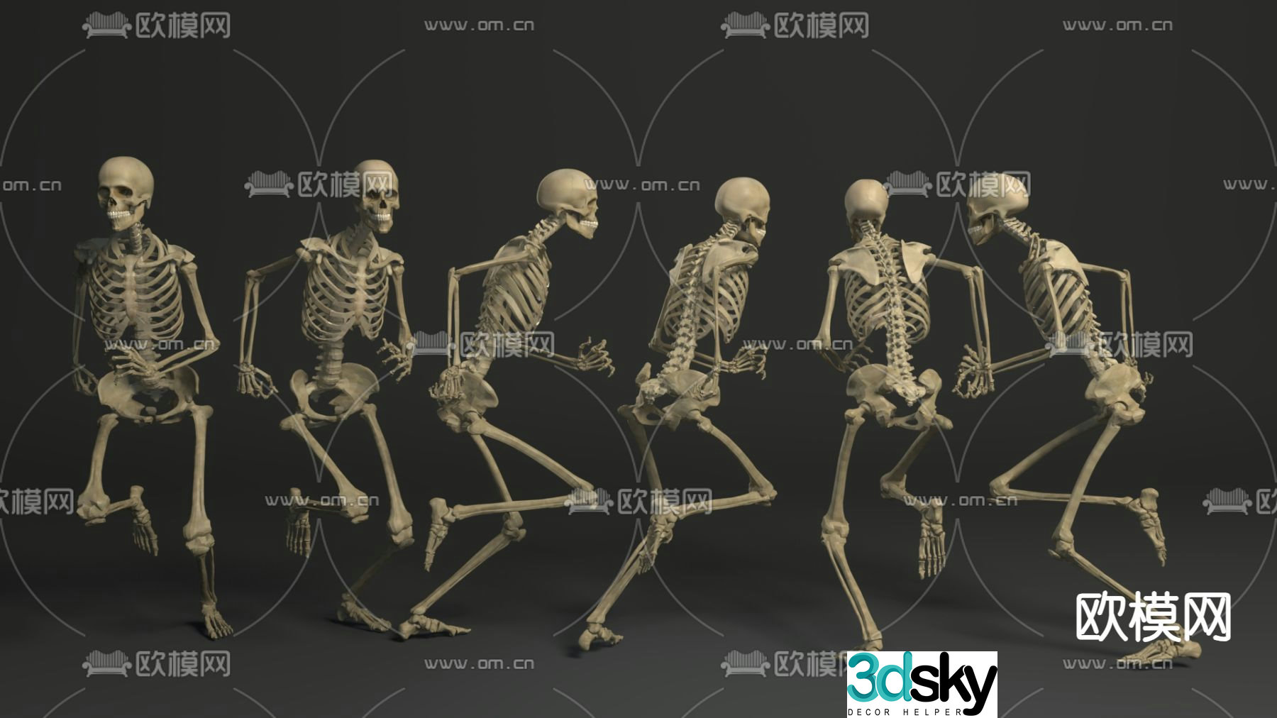 human skeleton skull 3d model