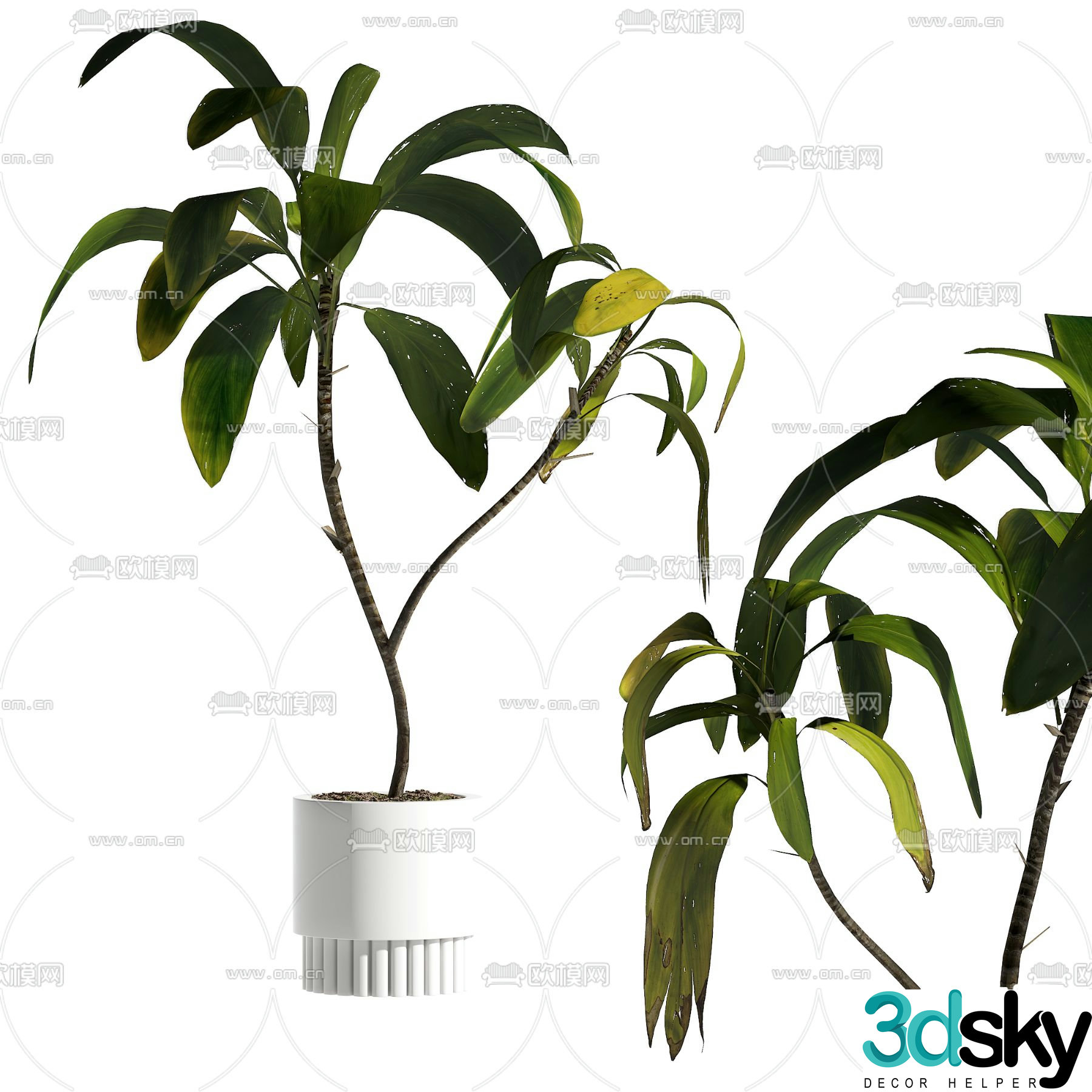 Plant potted 3D model