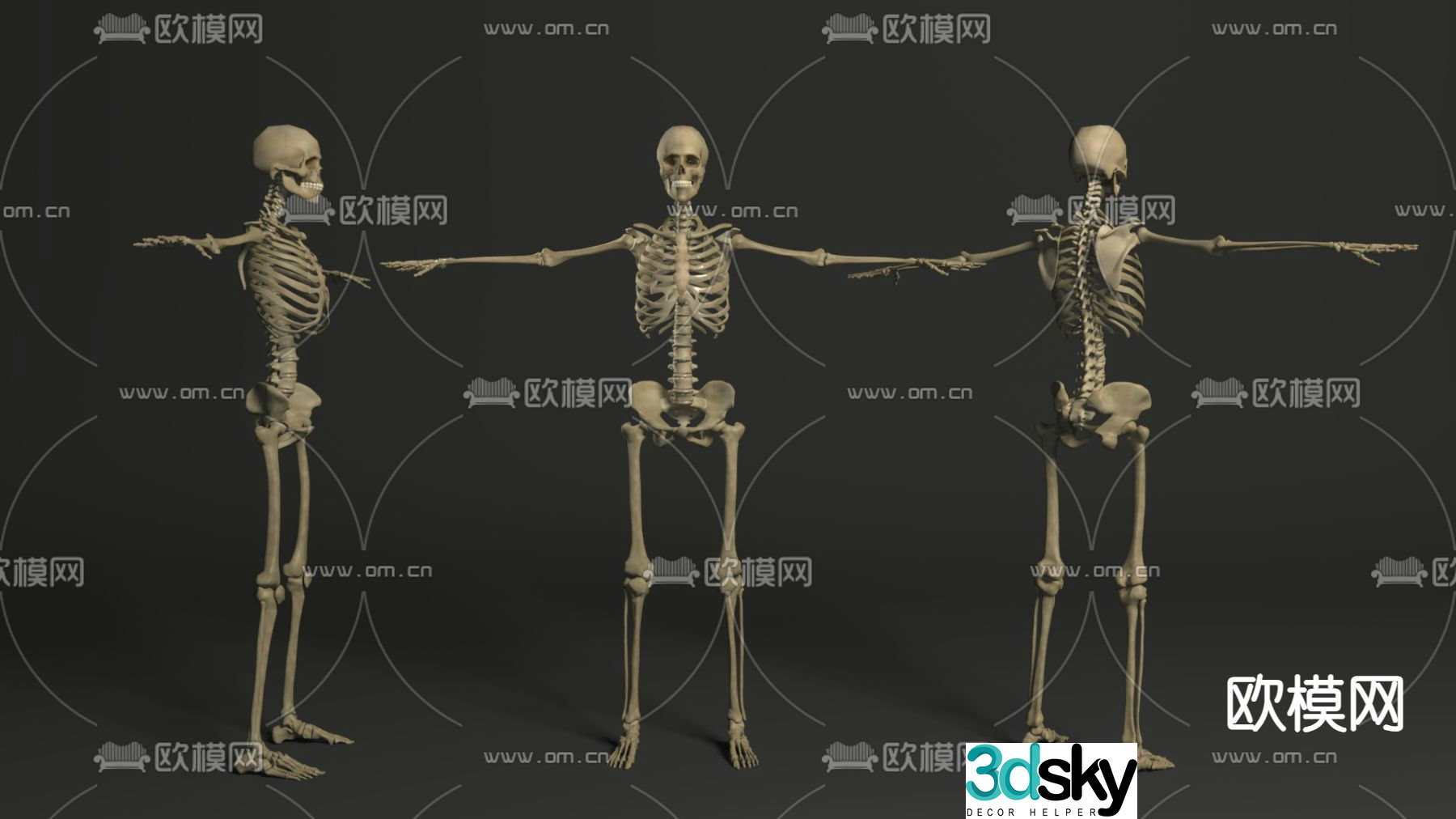 human skeleton skull 3d model