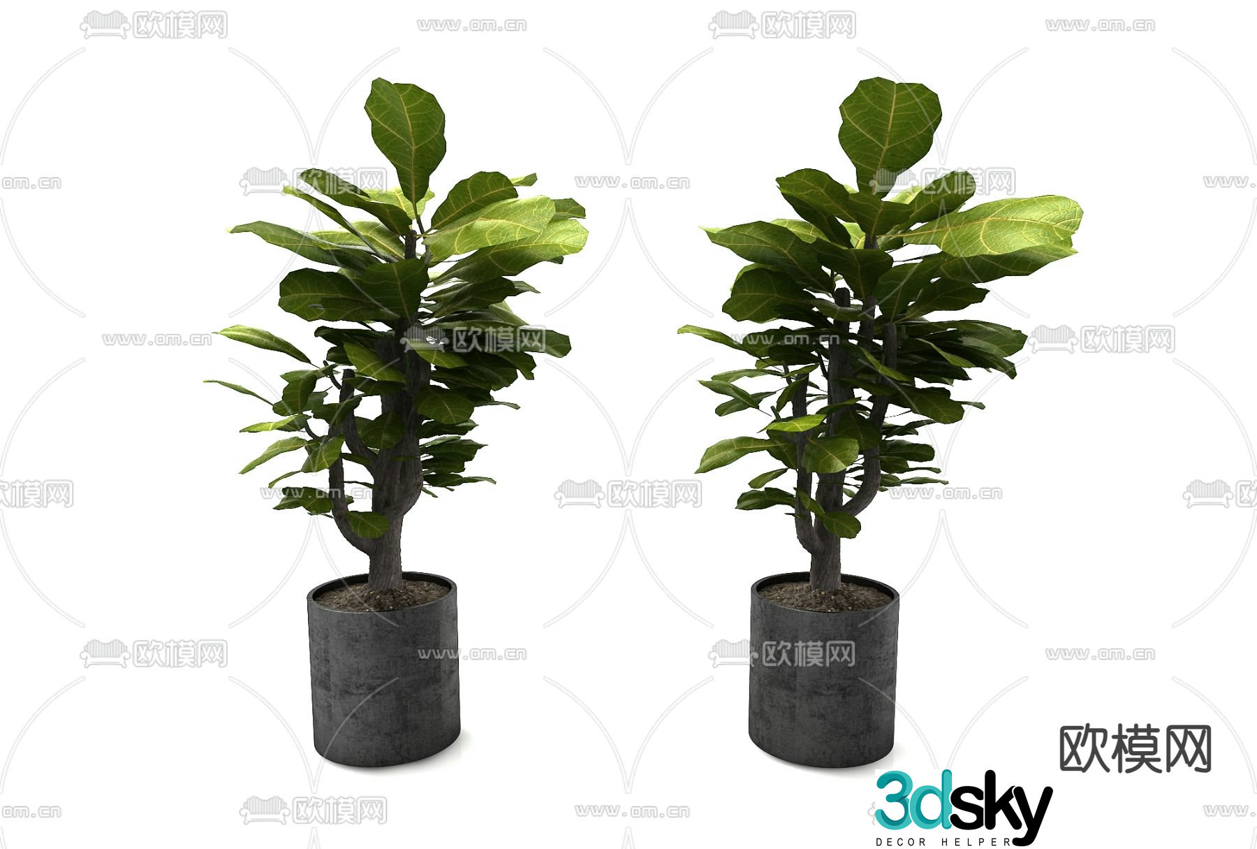 Potted plants Bonsai Green plants 3D model
