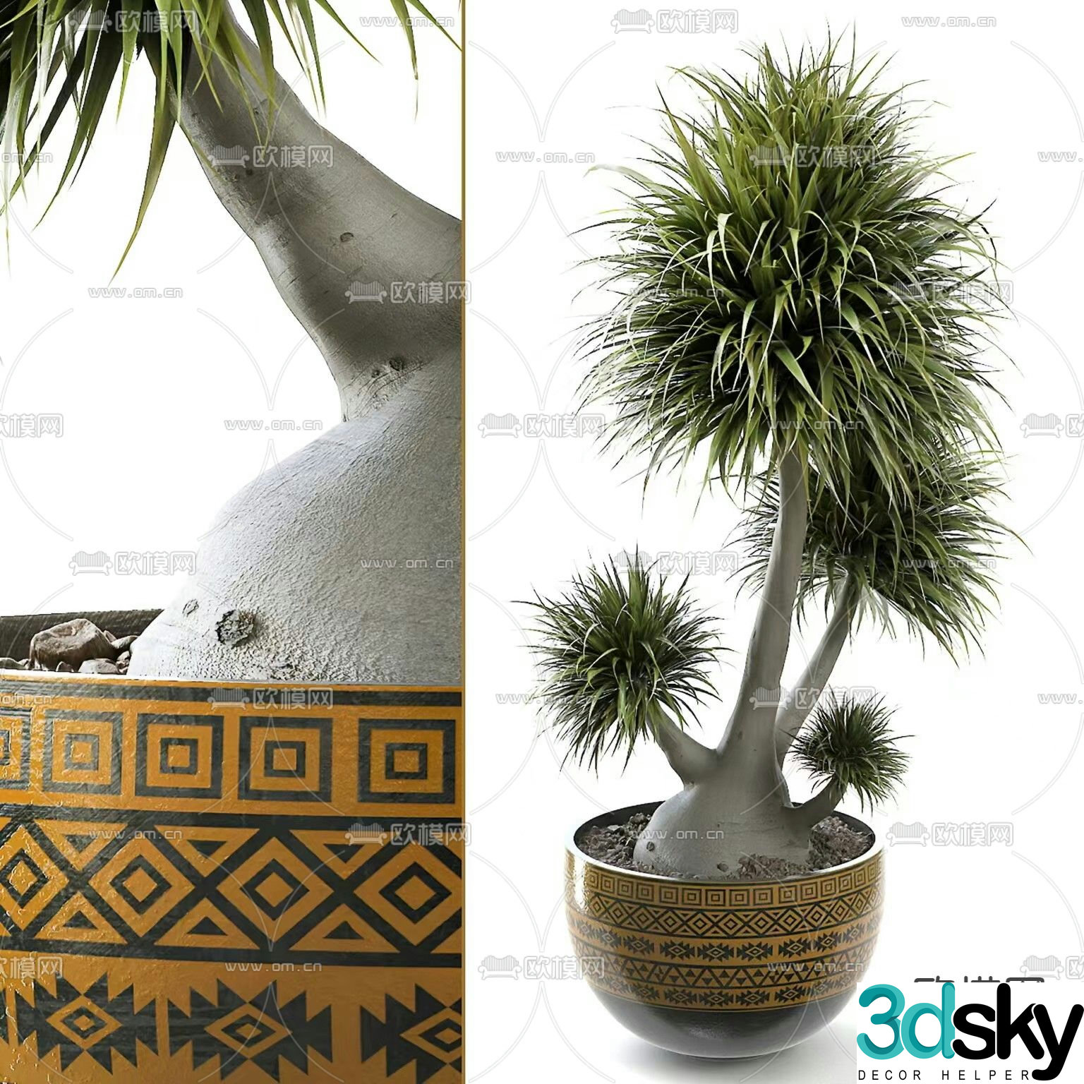 Plant potted plant Dragon Blood Tree 3D model