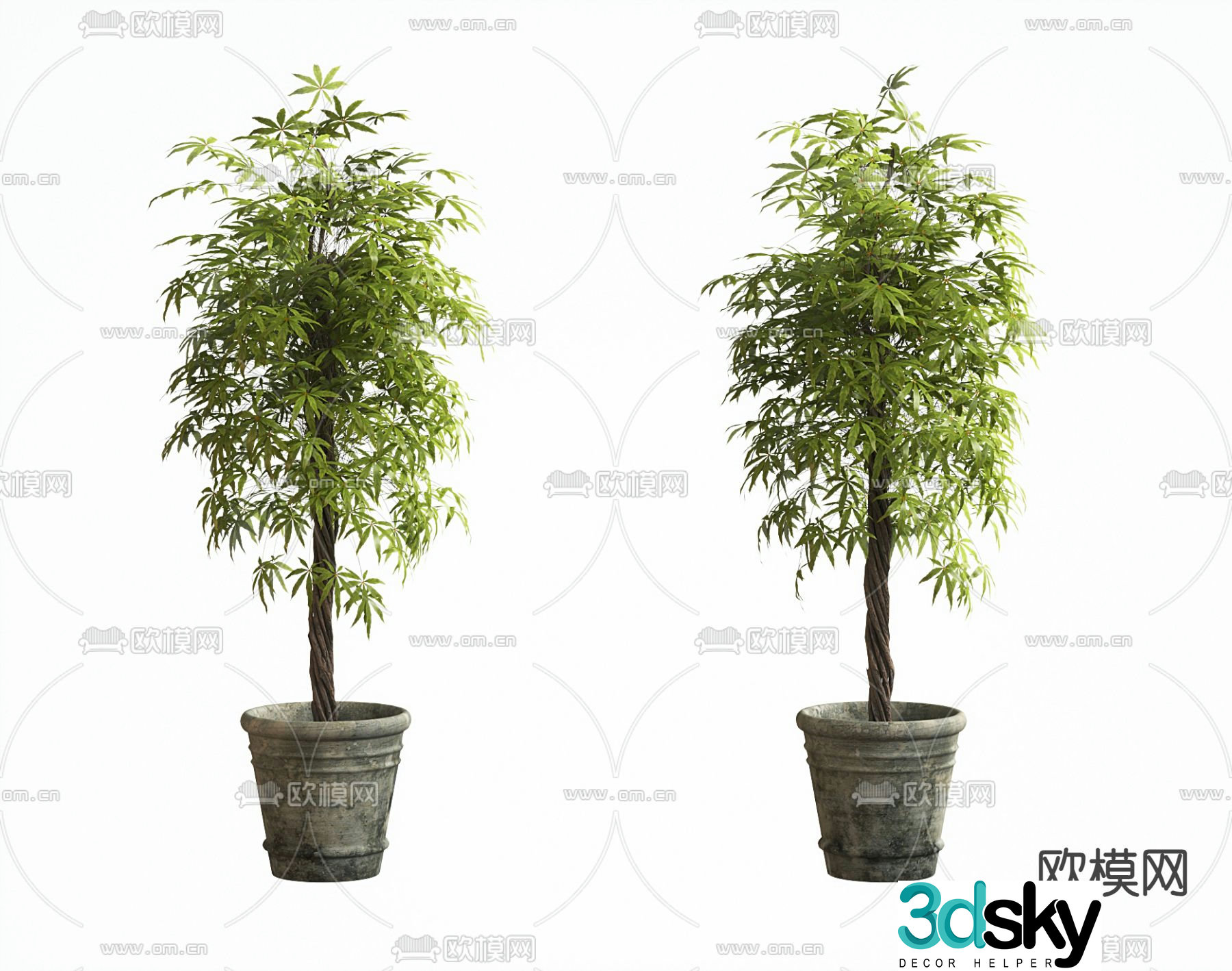 potted bonsai green plant 3d model