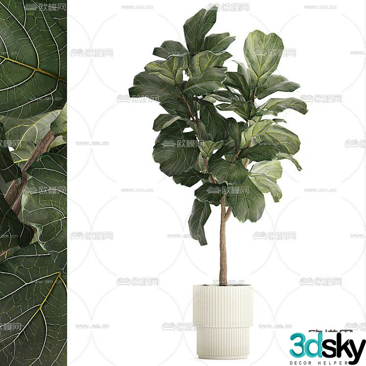 potted bonsai green plant 3d model
