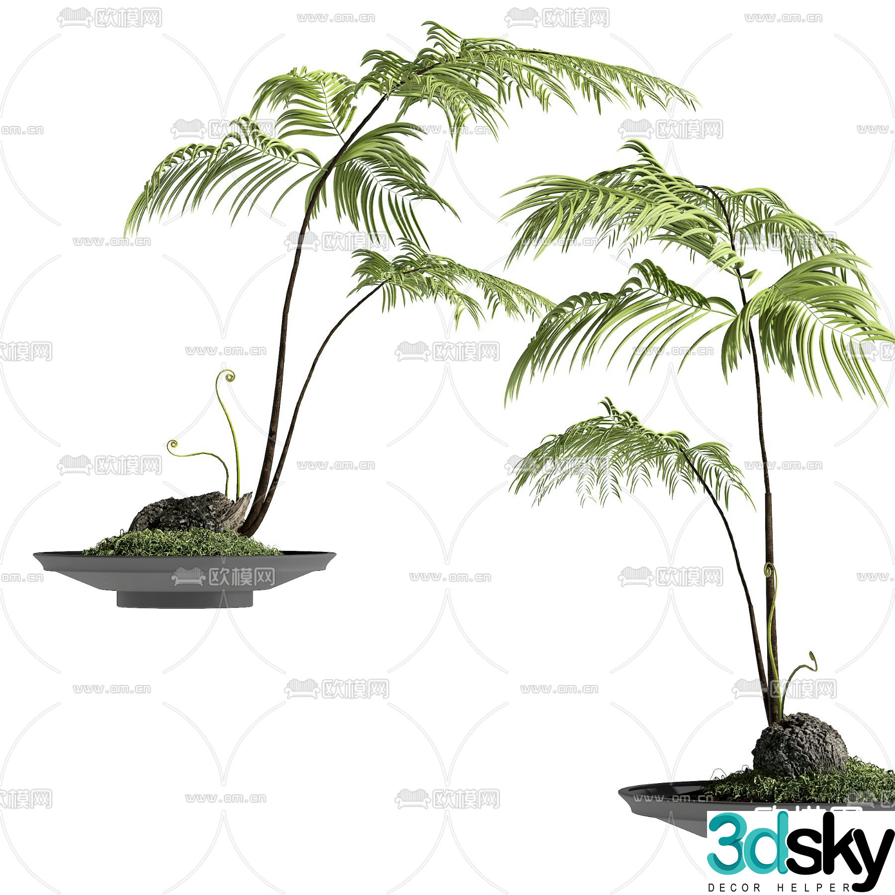 Green plants Potted plants Bonsai 3D model