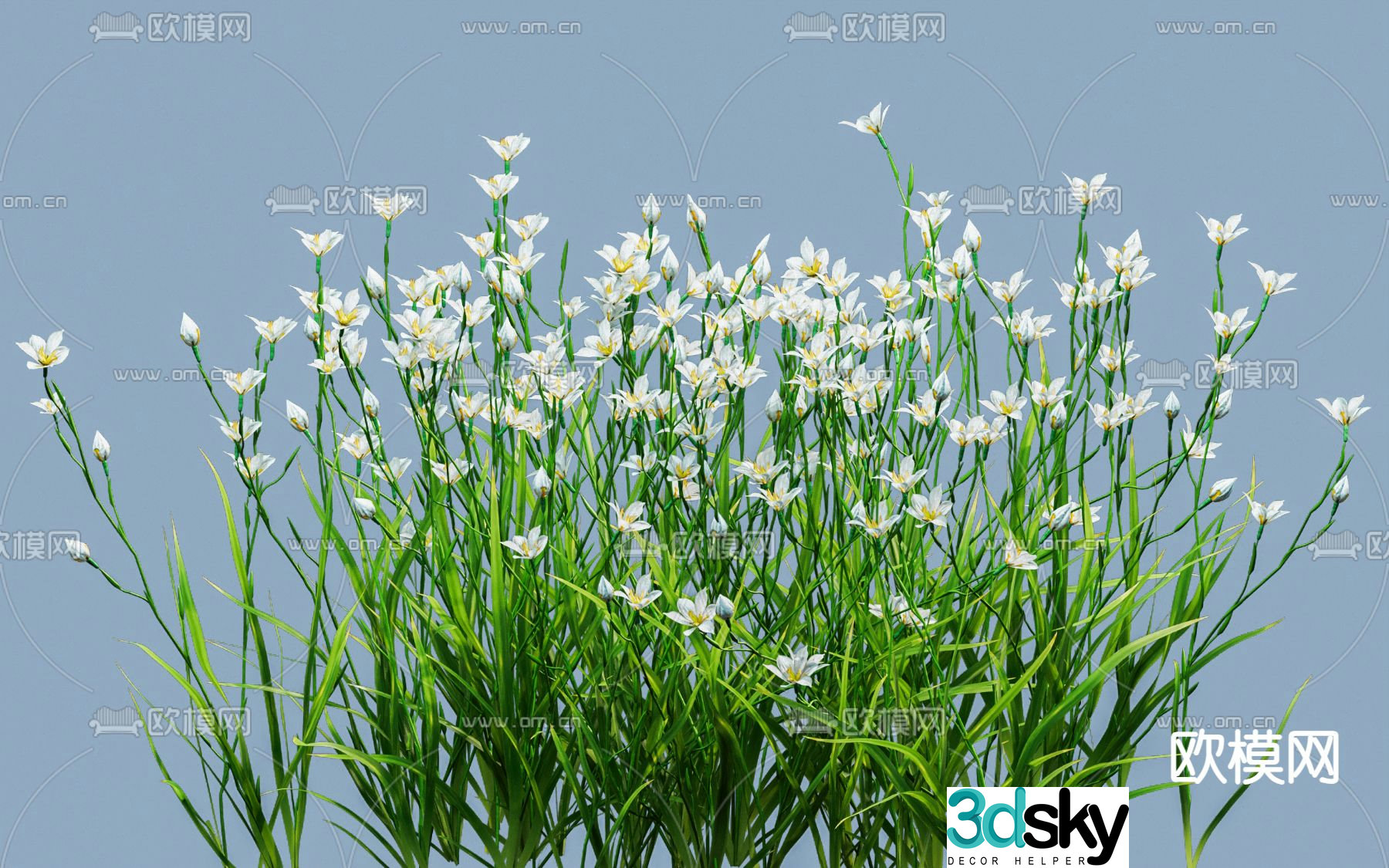 Onion Orchid Narcissus 3D model