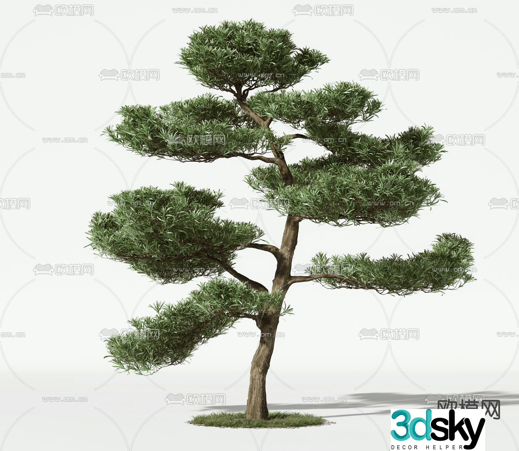 Trees Trees Pine 3d Model