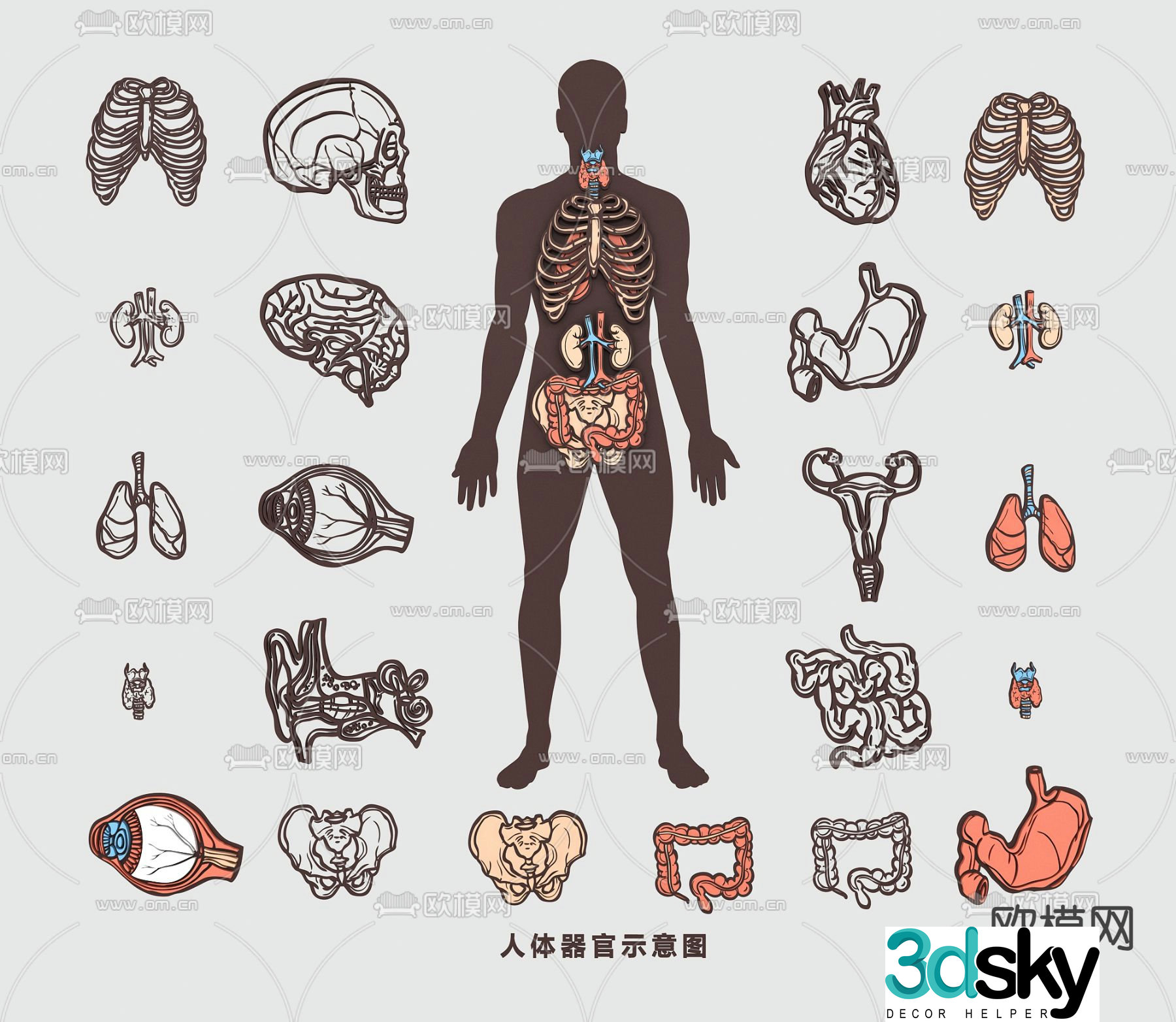 Human organs bones blood vessels muscles heart liver lungs stomach kidneys medical structure diagram 3d model
