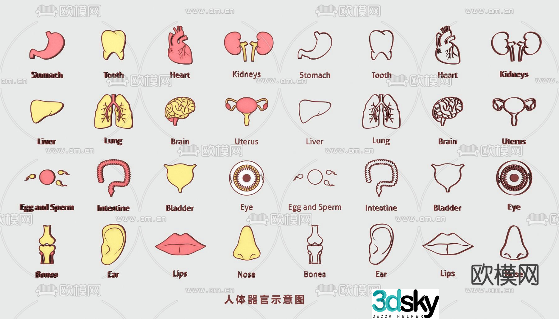 Human organs blood vessels heart liver lungs medical structure diagram flat illustration 3d model