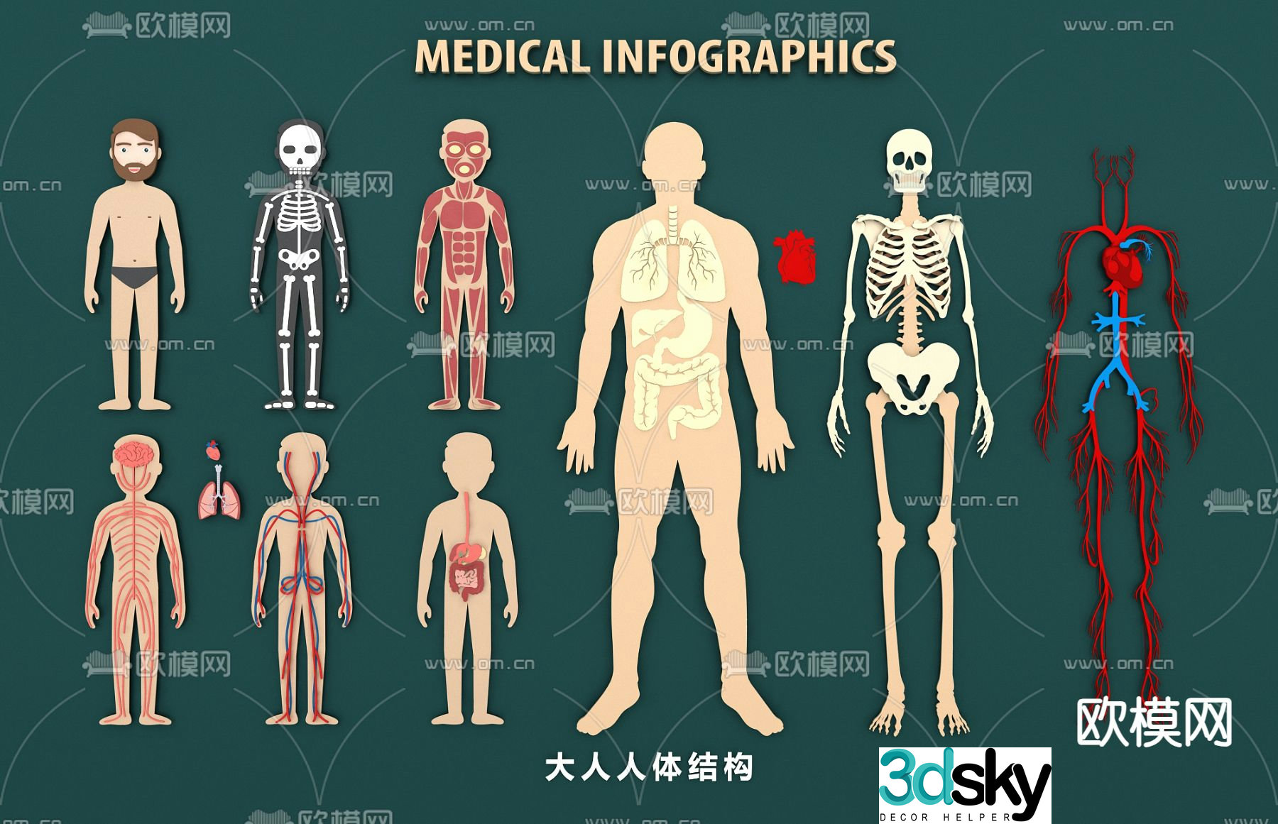 Human organs, bones, blood vessels, muscles, heart, liver and lungs, medical structure diagram, medical illustration diagram 3d model