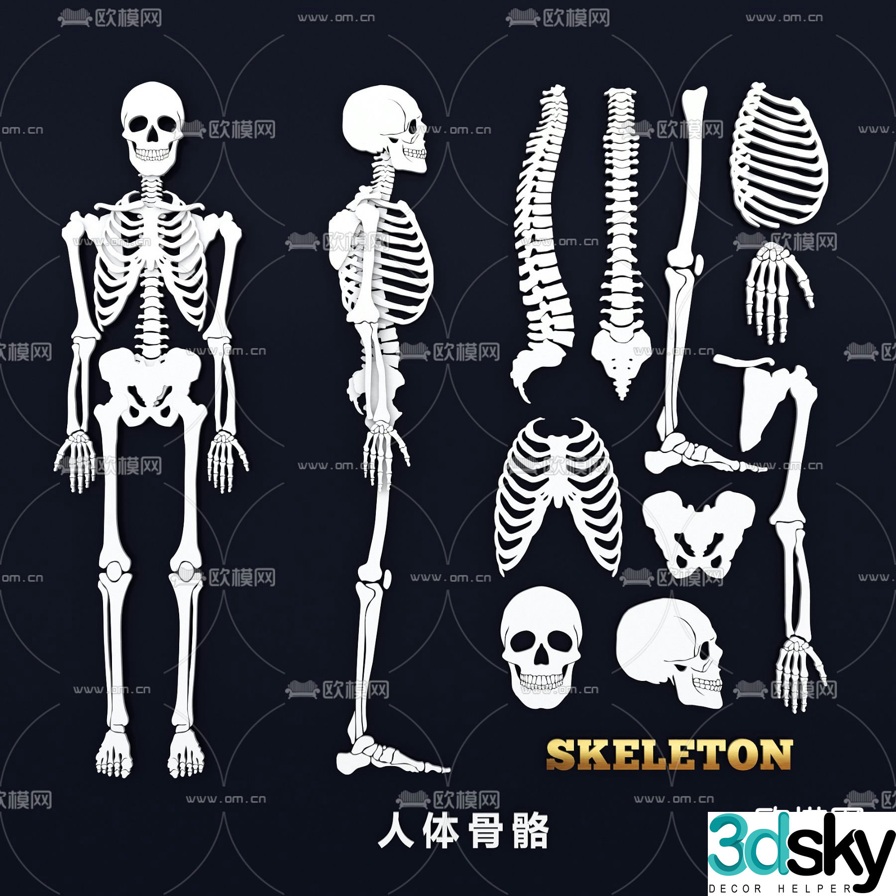 Human skeleton skull spine joint medical wall chart skeletal structure diagram 3d model