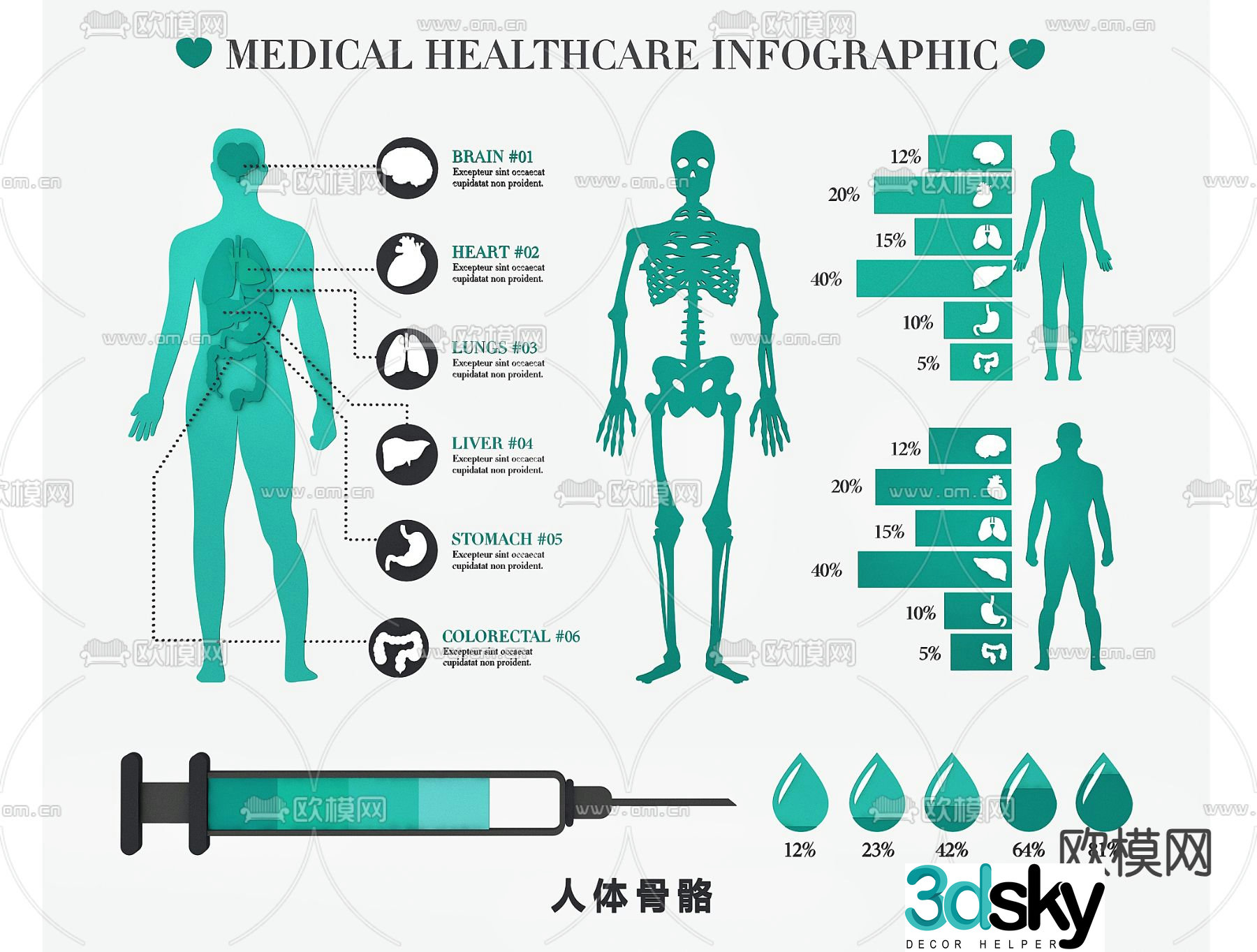 Human organs, bones, blood vessels, medical structure diagram, medical illustration diagram 3d model