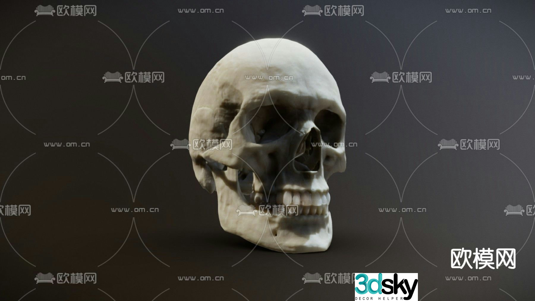 human skull skull 3d model
