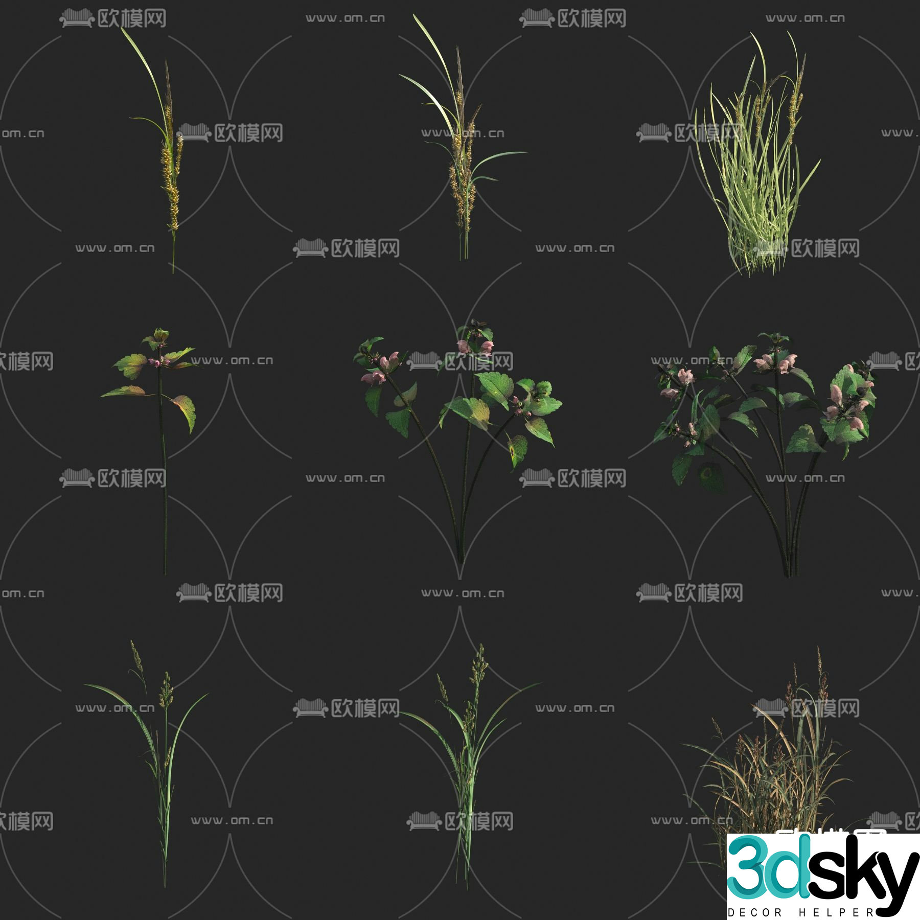 Flowers and plants Wild grass seedlings Wheat 3D model