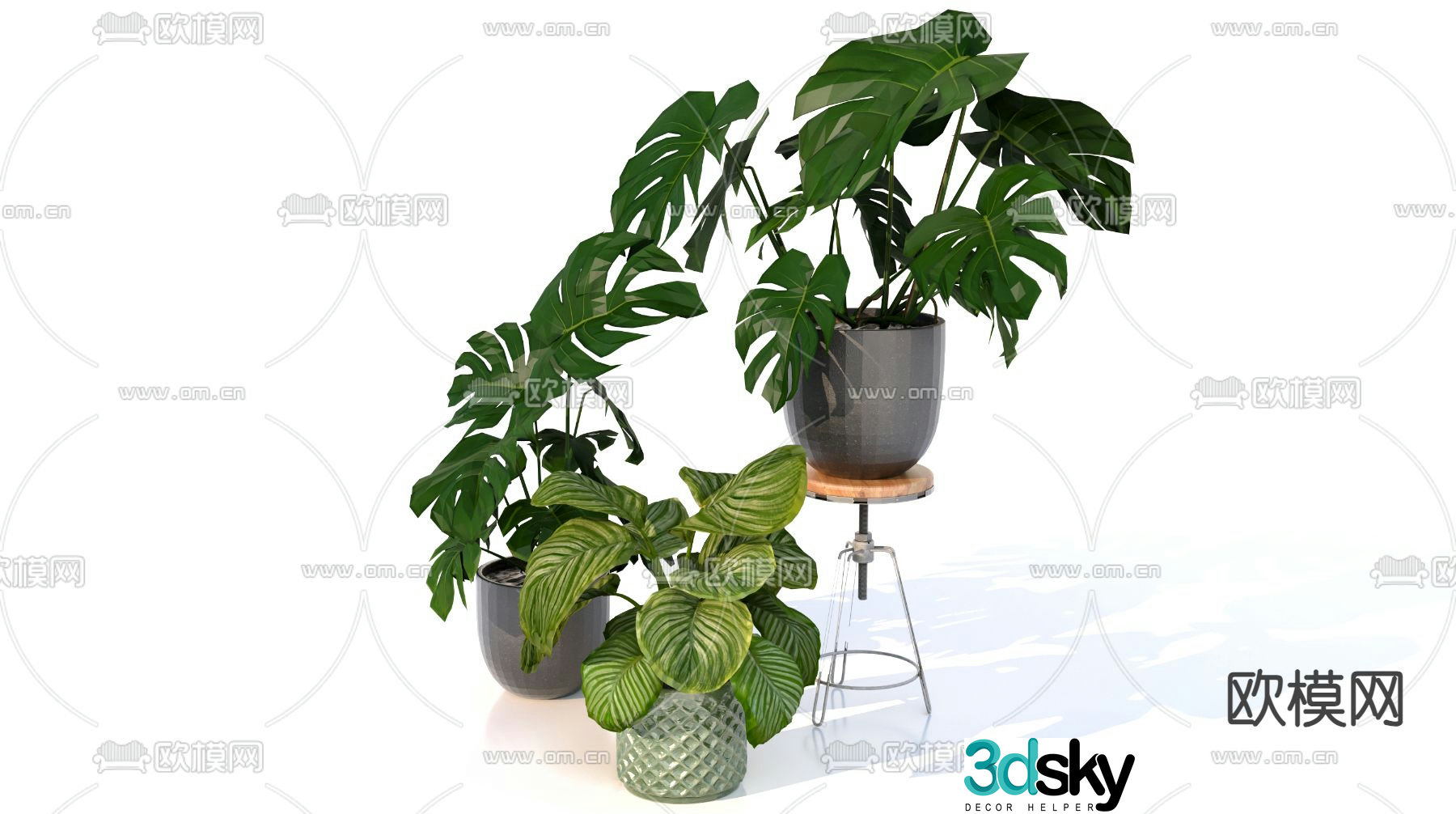 Plant potted Monstera 3d model