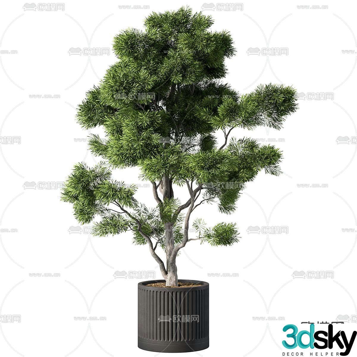 Potted plants Bonsai Green plants 3D model